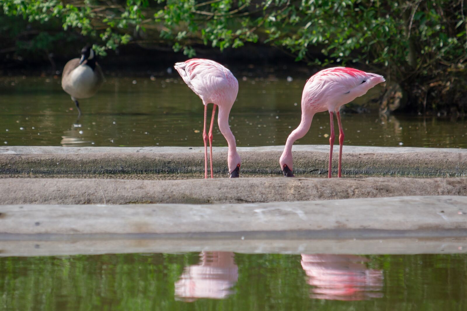 Canon EF 70-300 F4-5.6 IS II USM sample photo. Flamingos, pink, pink flamingos photography