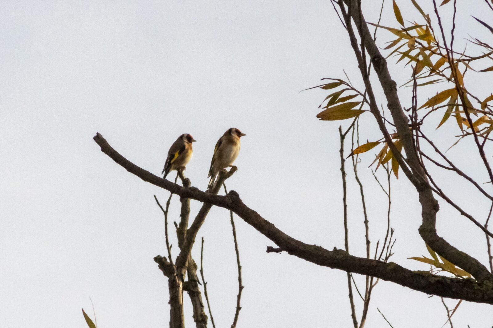 Canon EF75-300mm f/4-5.6 sample photo. Bird, birds, songbird photography