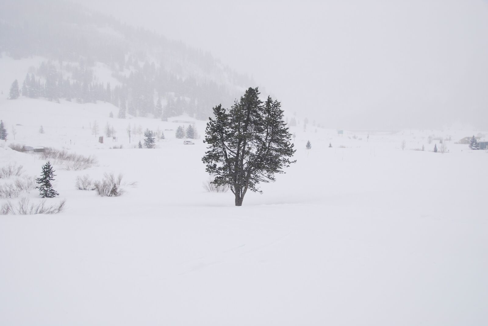 Nikon D200 sample photo. Snow, whiteout, tree photography