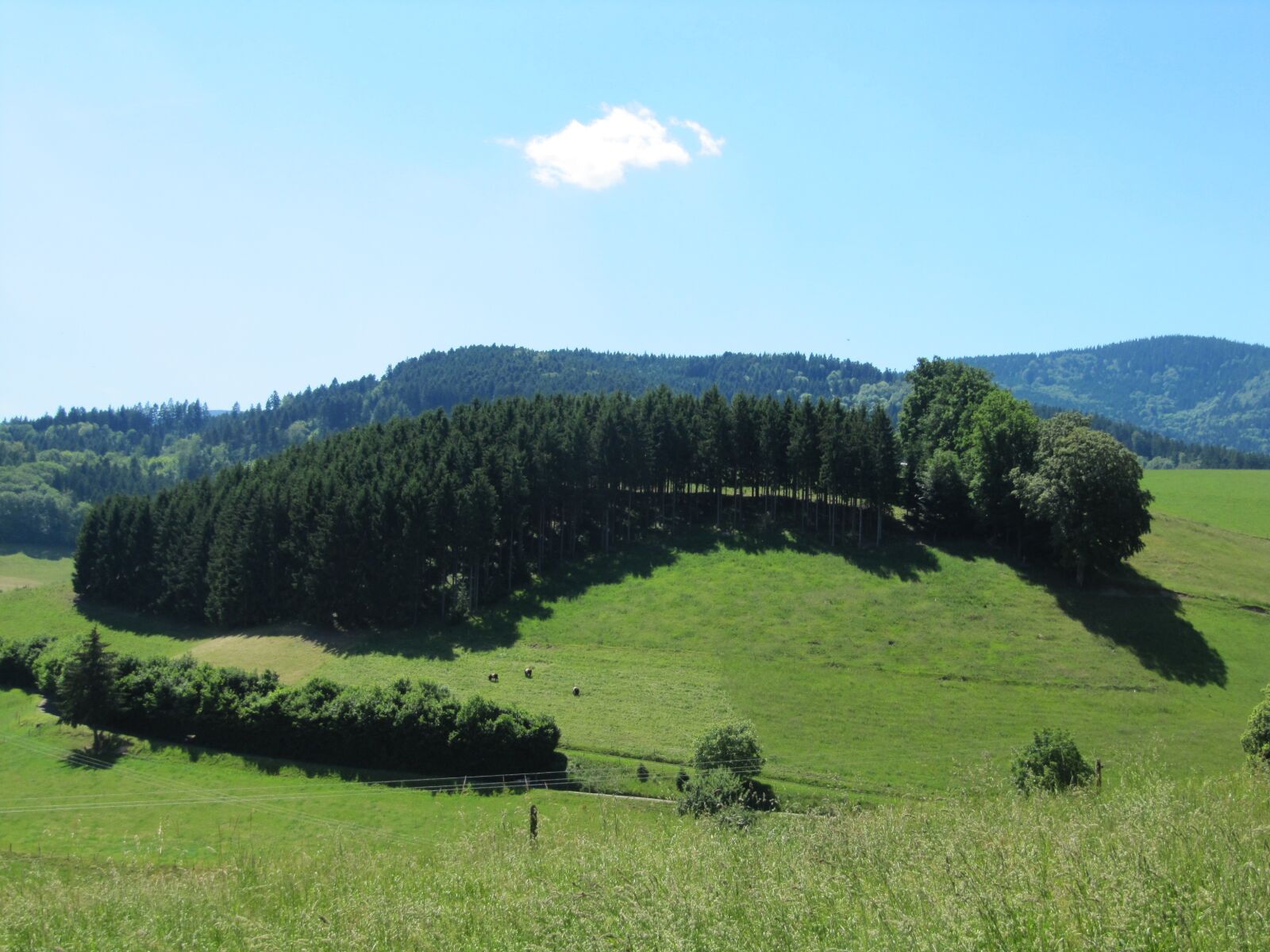 Canon PowerShot SX200 IS sample photo. Black forest, firs, view photography