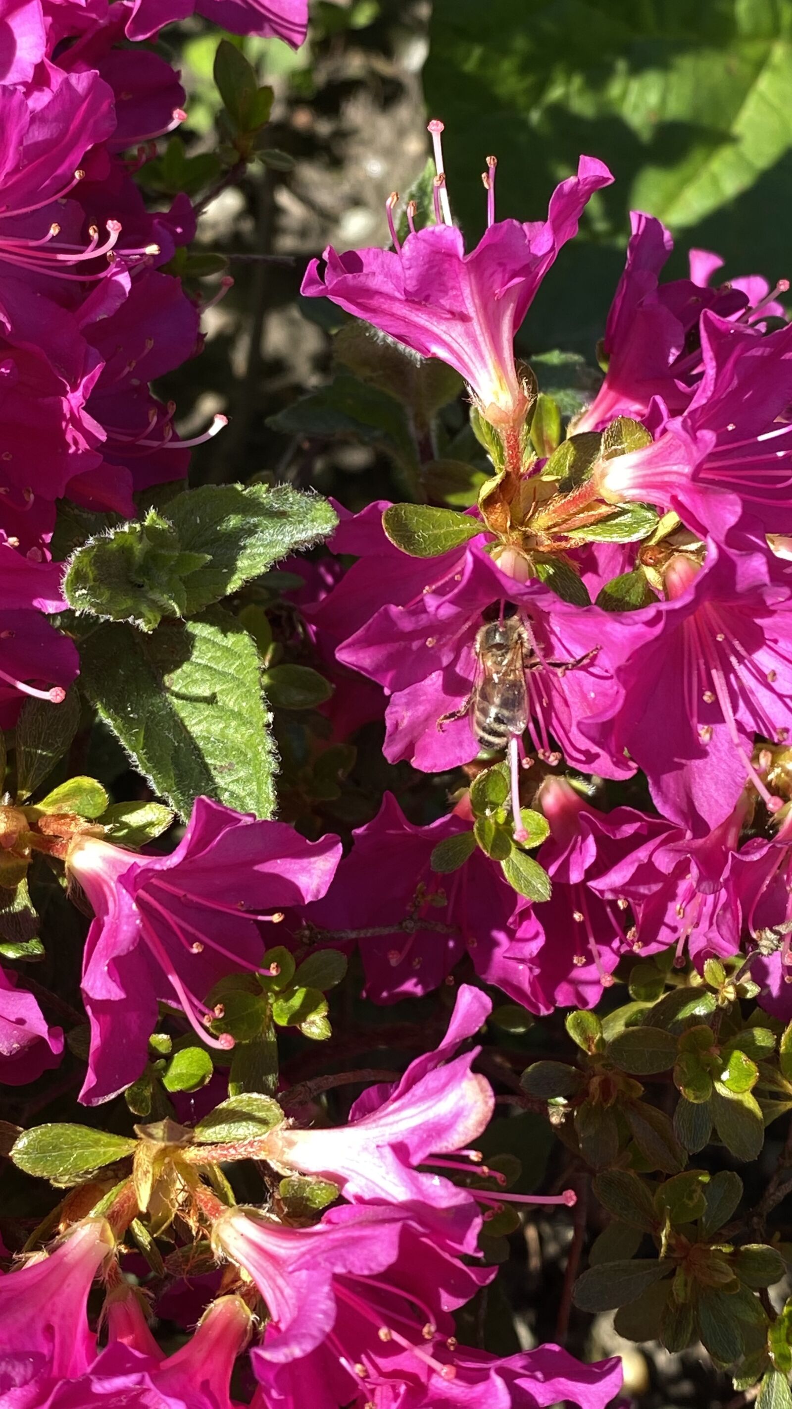 Apple iPhone 11 Pro sample photo. Flower, bee, honey photography