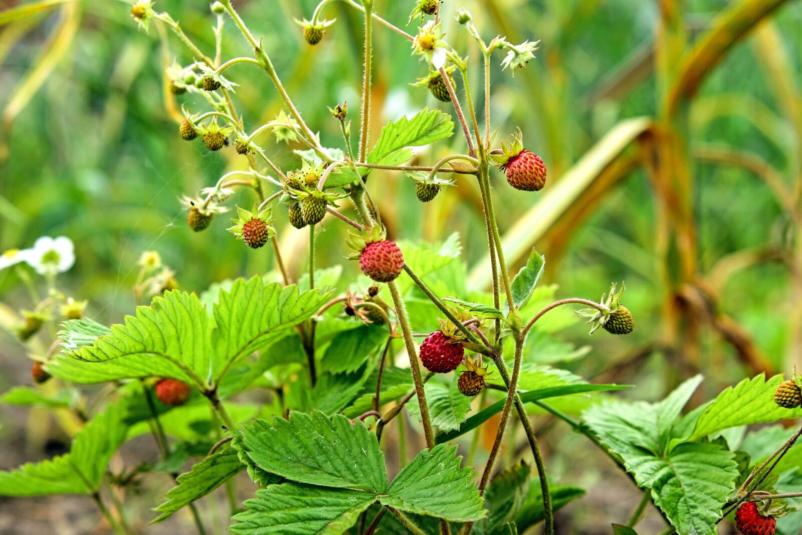 Fujifilm X-T10 sample photo. Wild strawberries, summer, plant photography