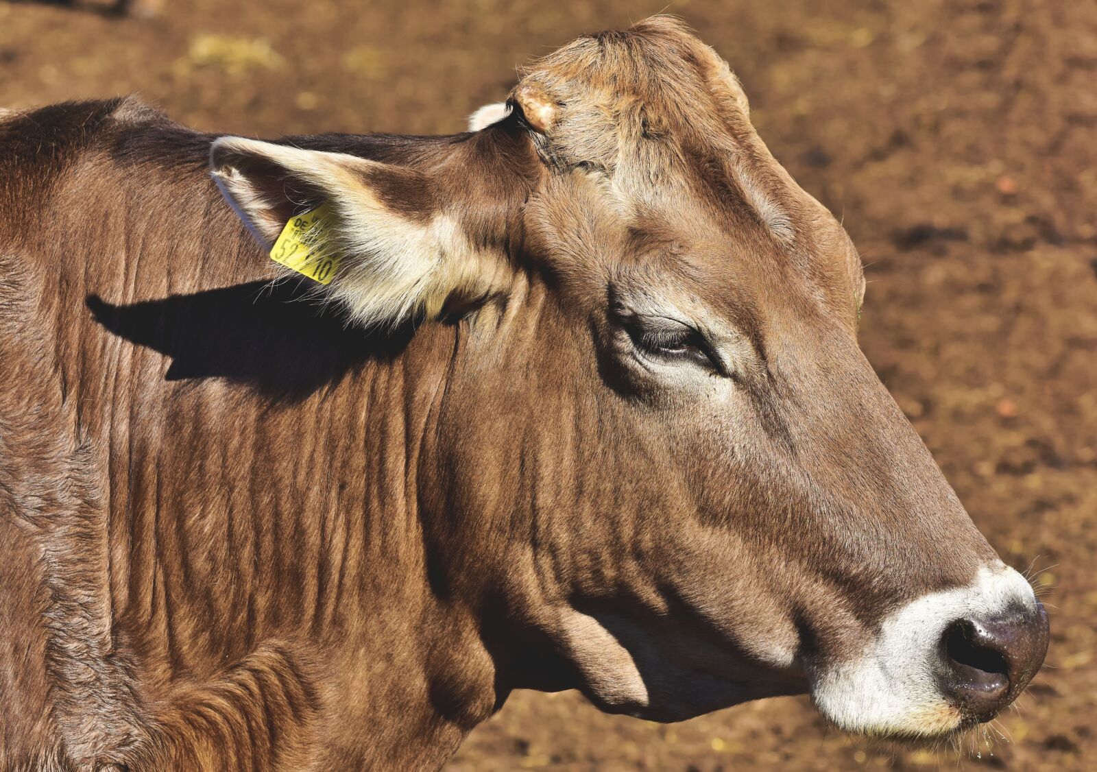 Nikon D7200 sample photo. Cow, beef, livestock photography