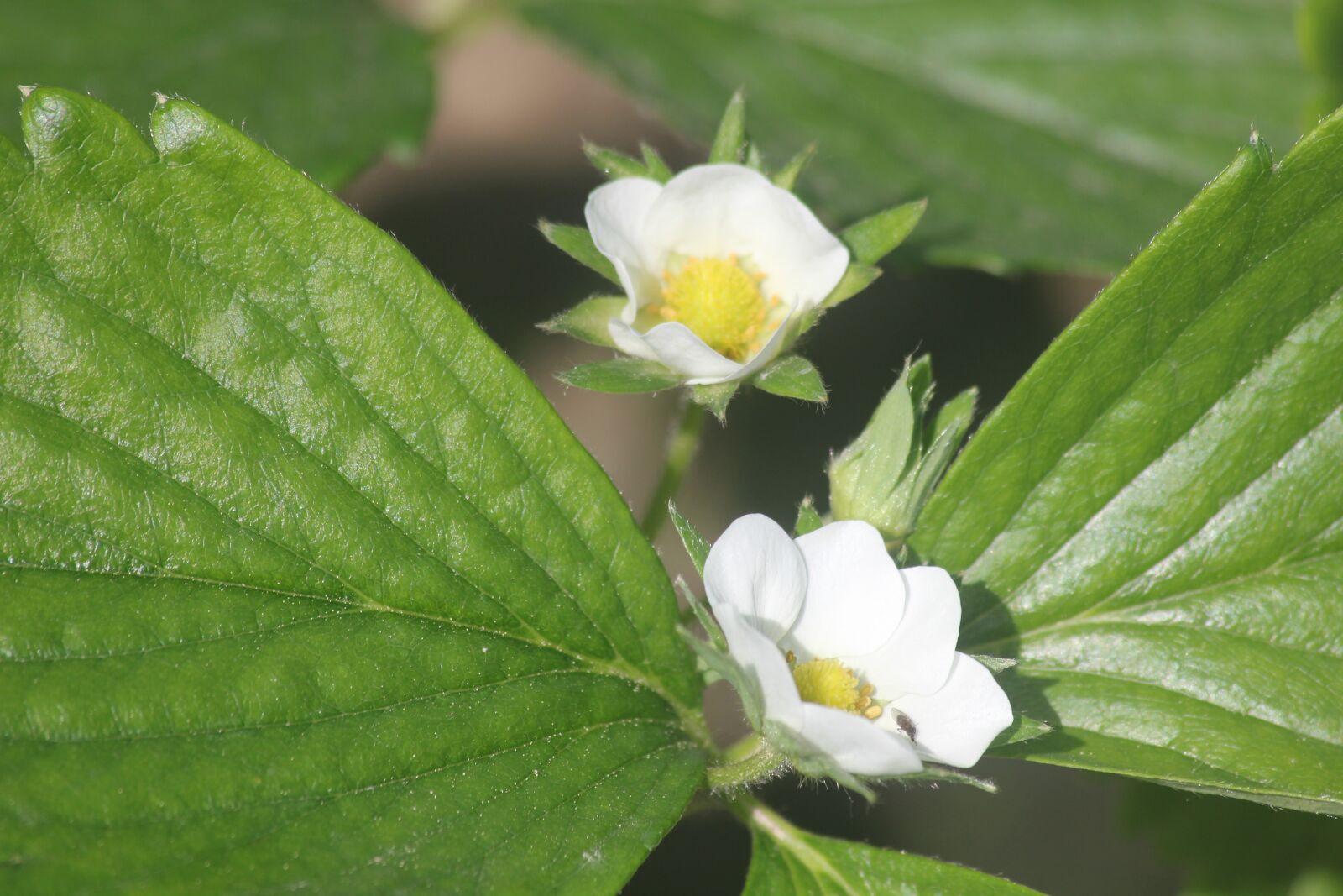 Canon EOS 550D (EOS Rebel T2i / EOS Kiss X4) sample photo. Flower, strawberry, sheet photography