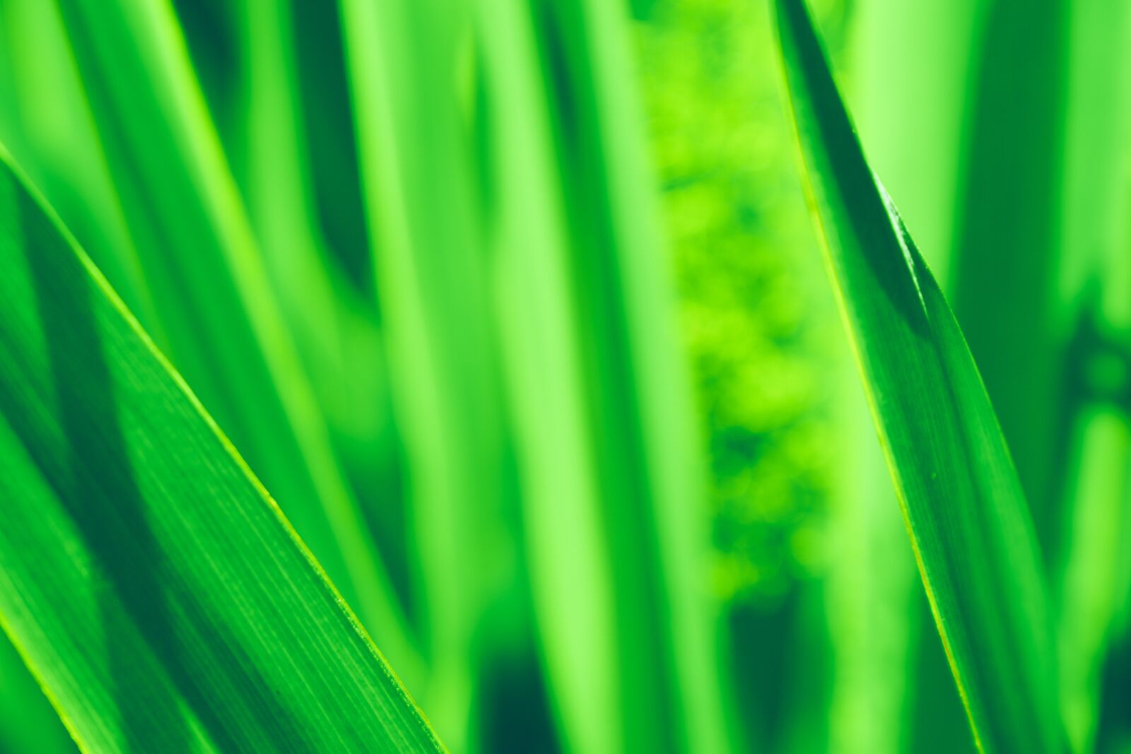 Nikon D5600 sample photo. Grass, green texture, macro photography