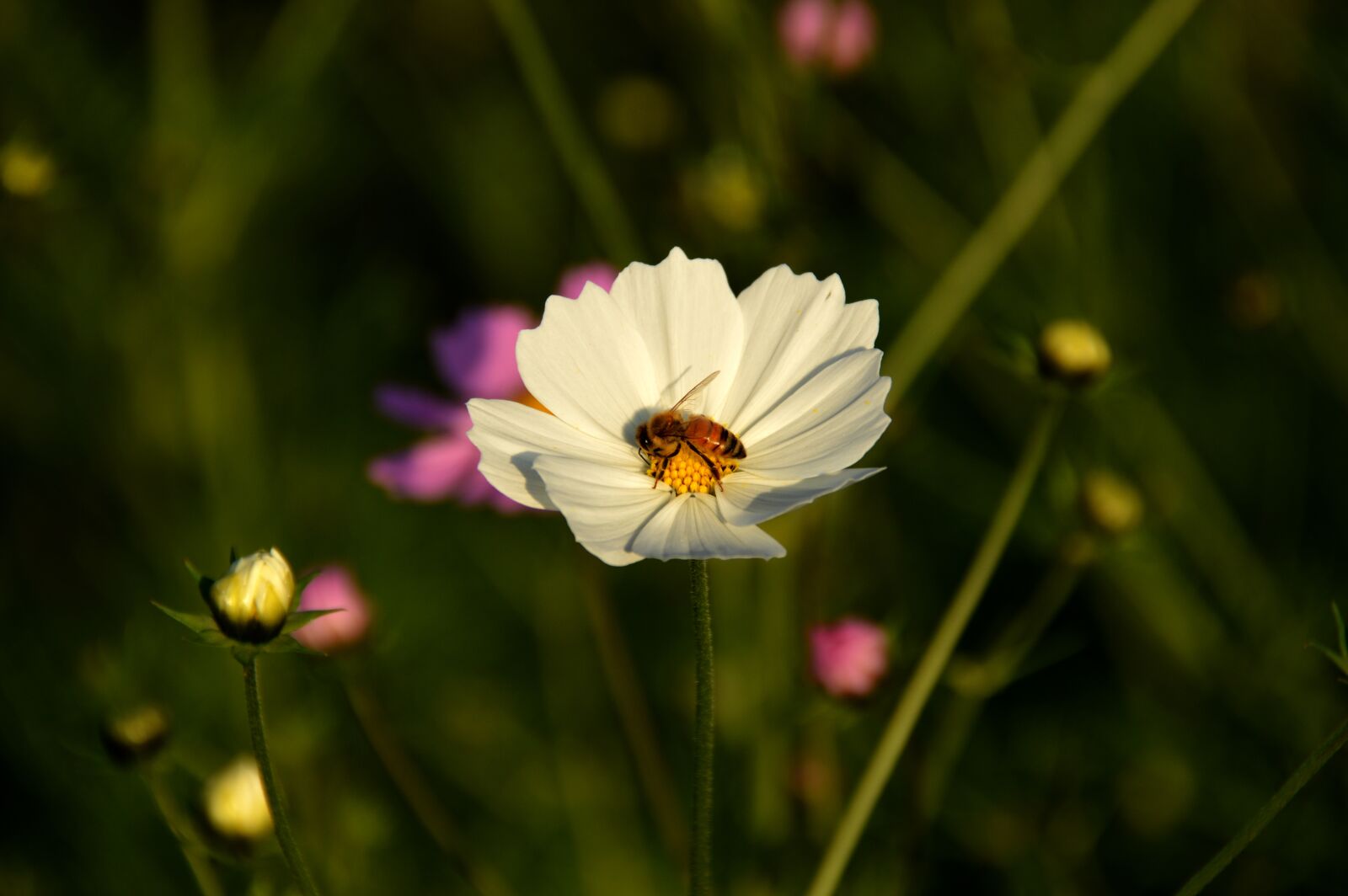 Nikon D3200 sample photo. Bee, cosmos, white photography