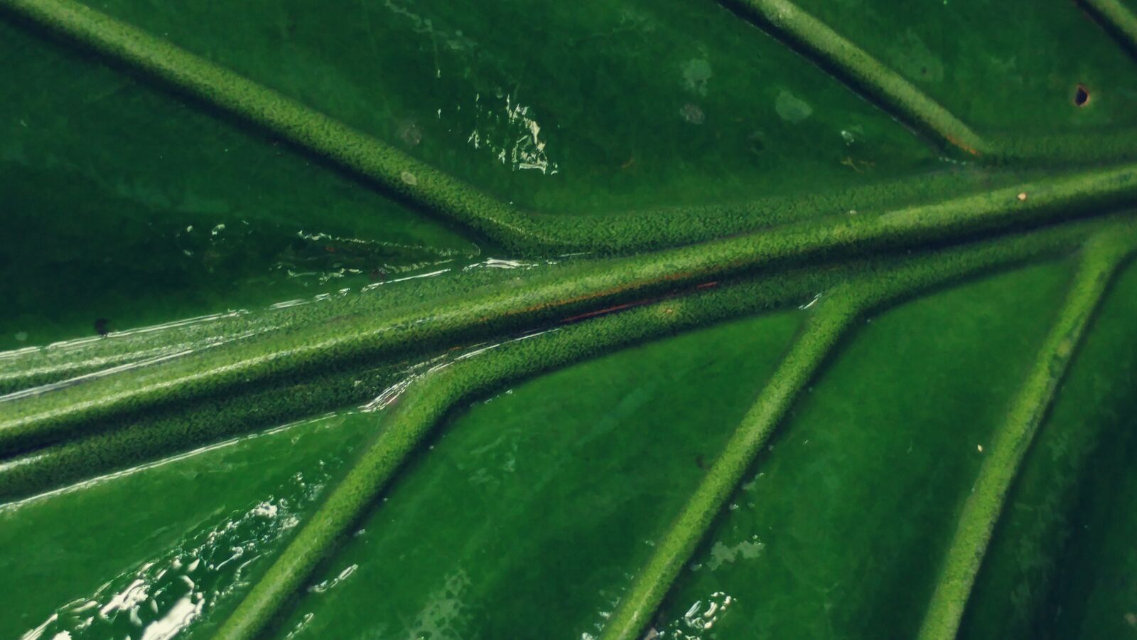 LG G5 sample photo. Green leaf, leaves, mesopodium photography