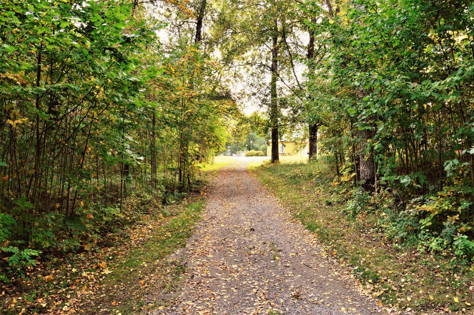 Nikon D3200 sample photo. Autumn, fall, forest, green photography