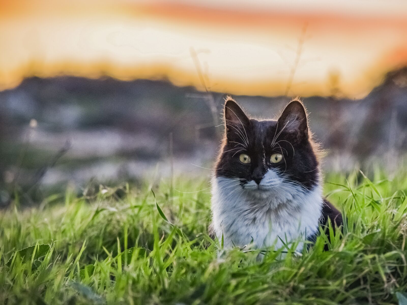 Nikon D3300 sample photo. Cat, stray, eyes photography