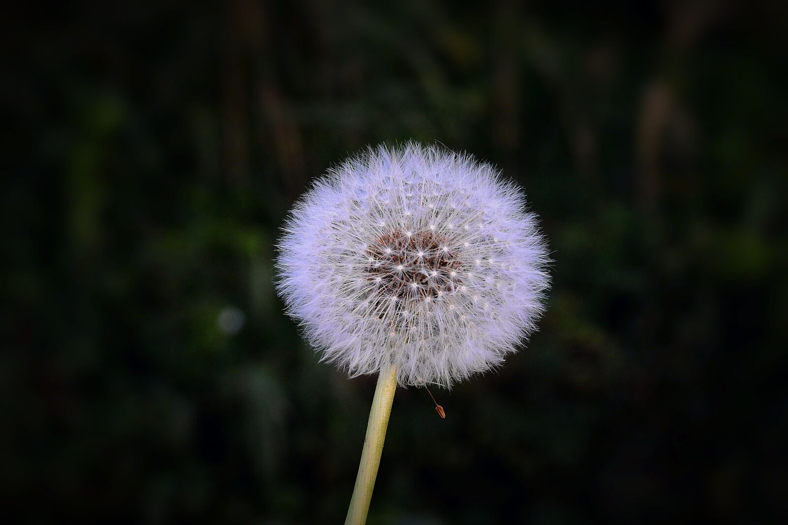 Nikon Coolpix P900 sample photo. Dandelion, end of the photography