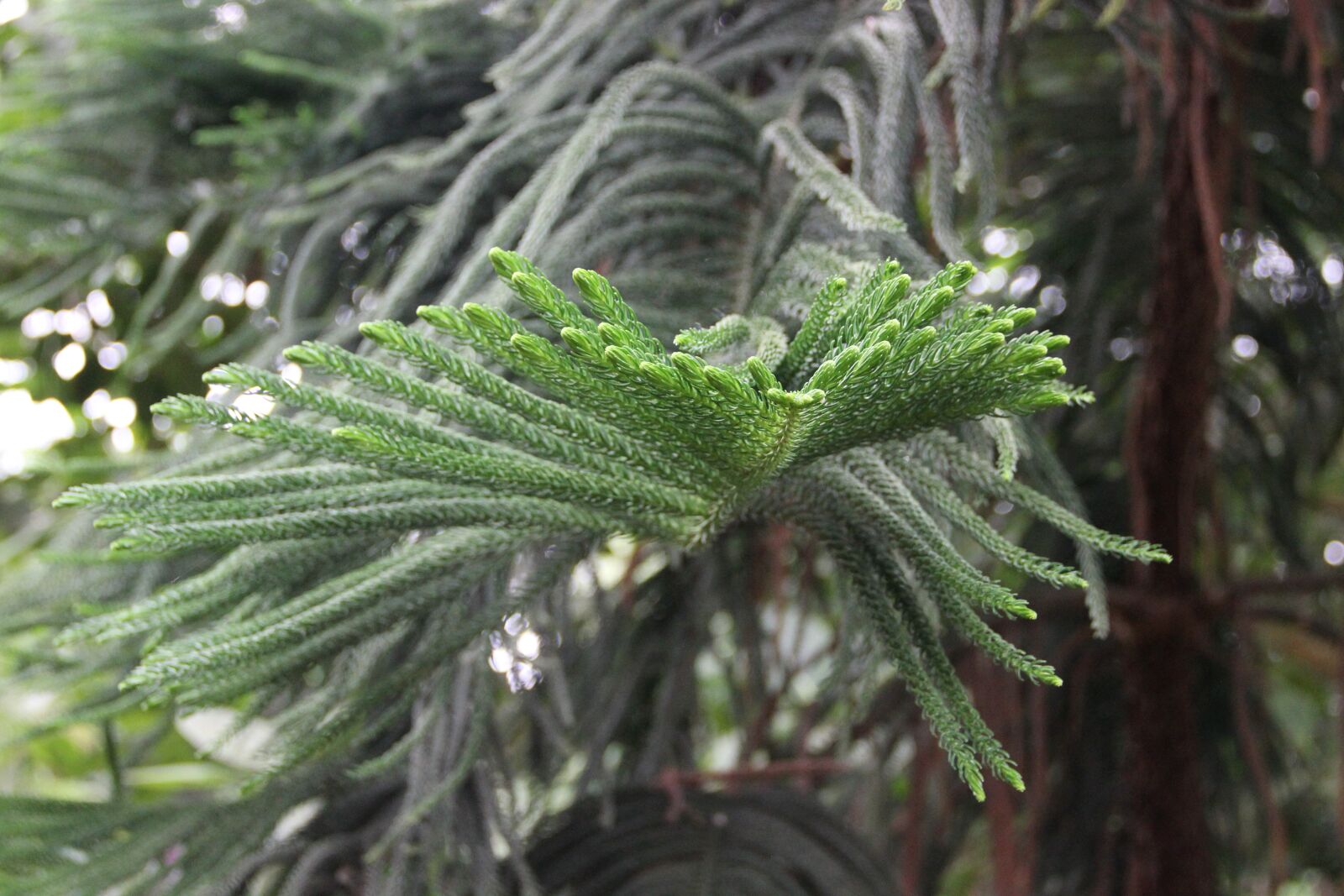Canon EOS 550D (EOS Rebel T2i / EOS Kiss X4) sample photo. Tree, branches, pine photography