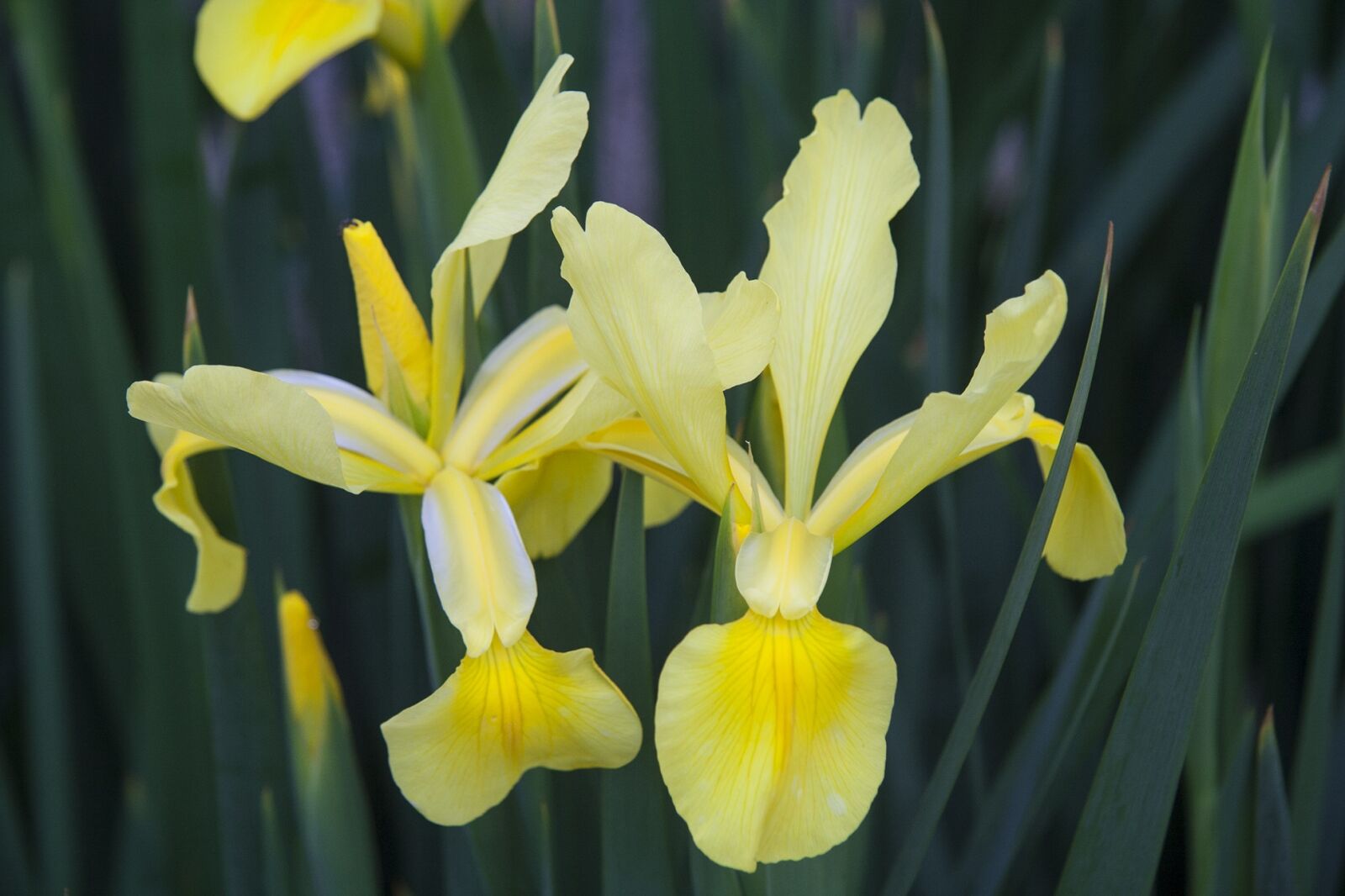 Canon EOS 350D (EOS Digital Rebel XT / EOS Kiss Digital N) sample photo. Iris, yellow, flower photography