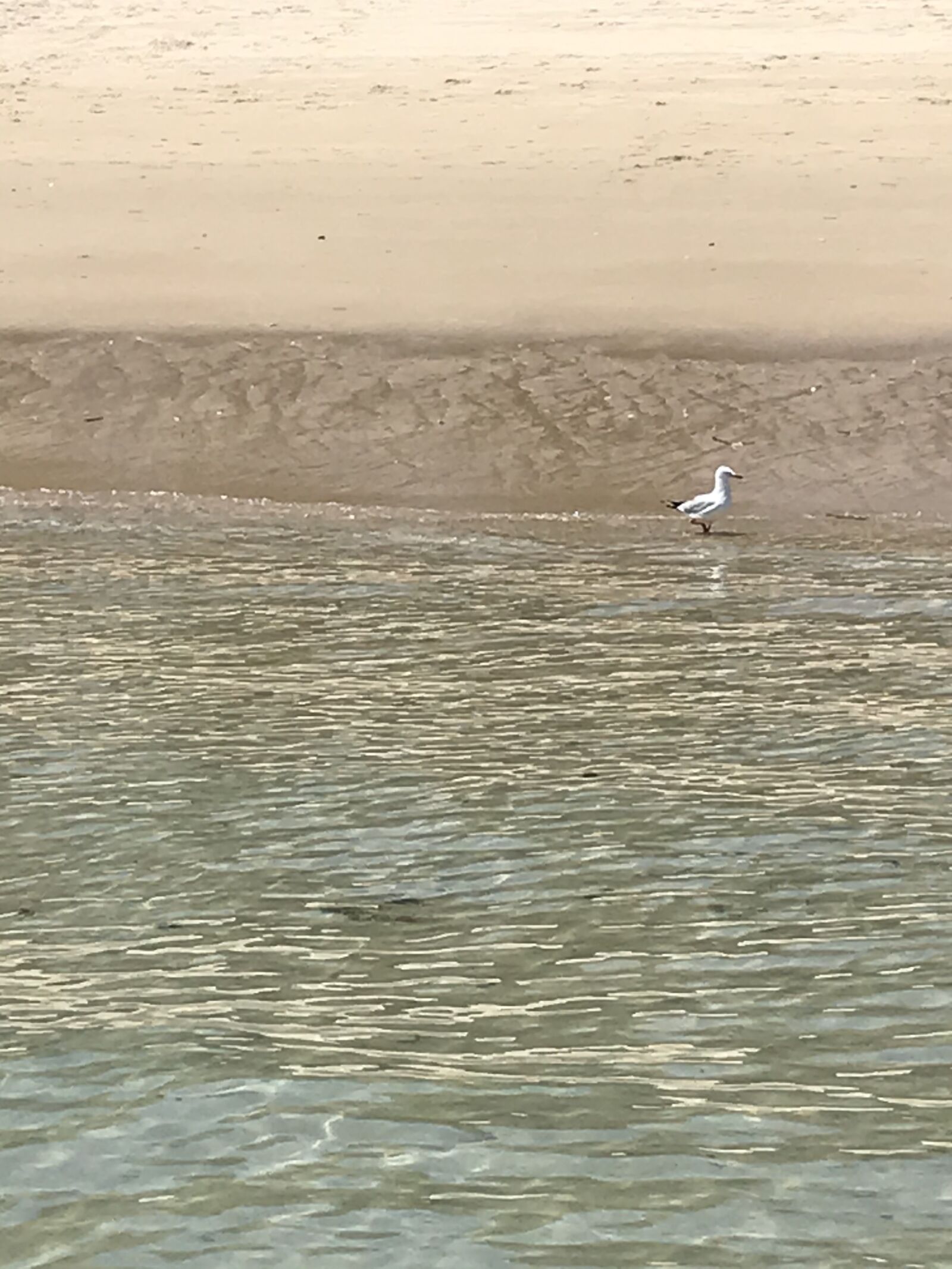 iPhone 7 back camera 3.99mm f/1.8 sample photo. Ocean, seagull, seabird photography