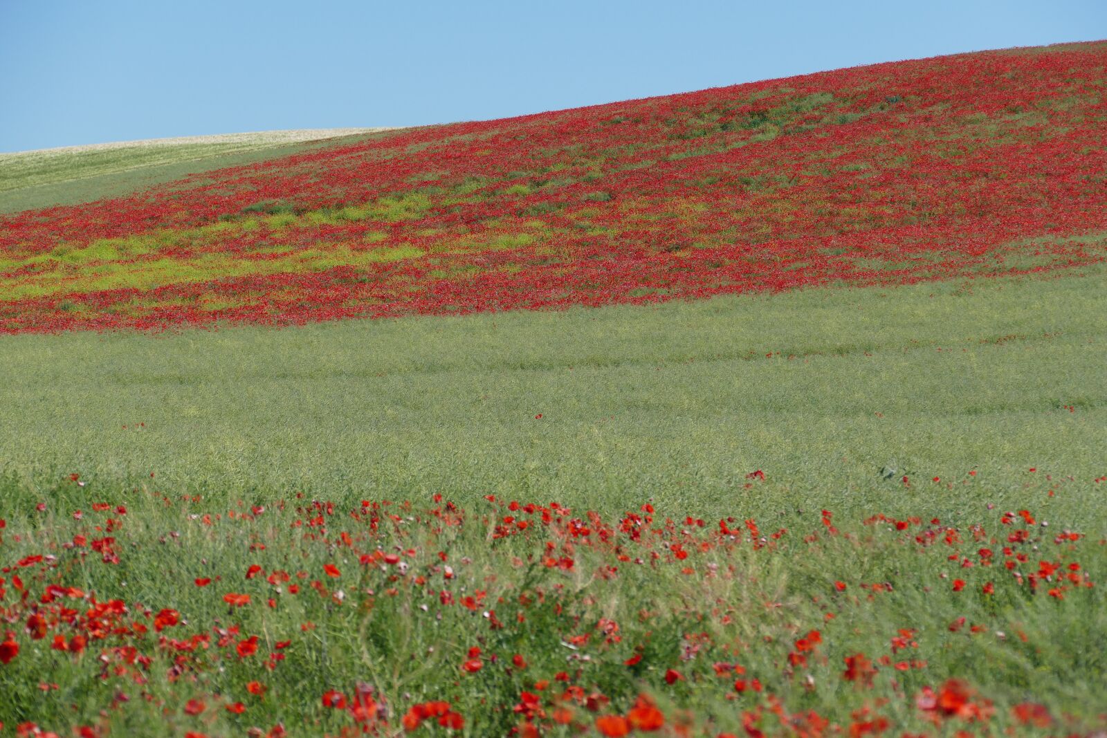 Panasonic Lumix DMC-FZ1000 sample photo. Perspective, view, field photography