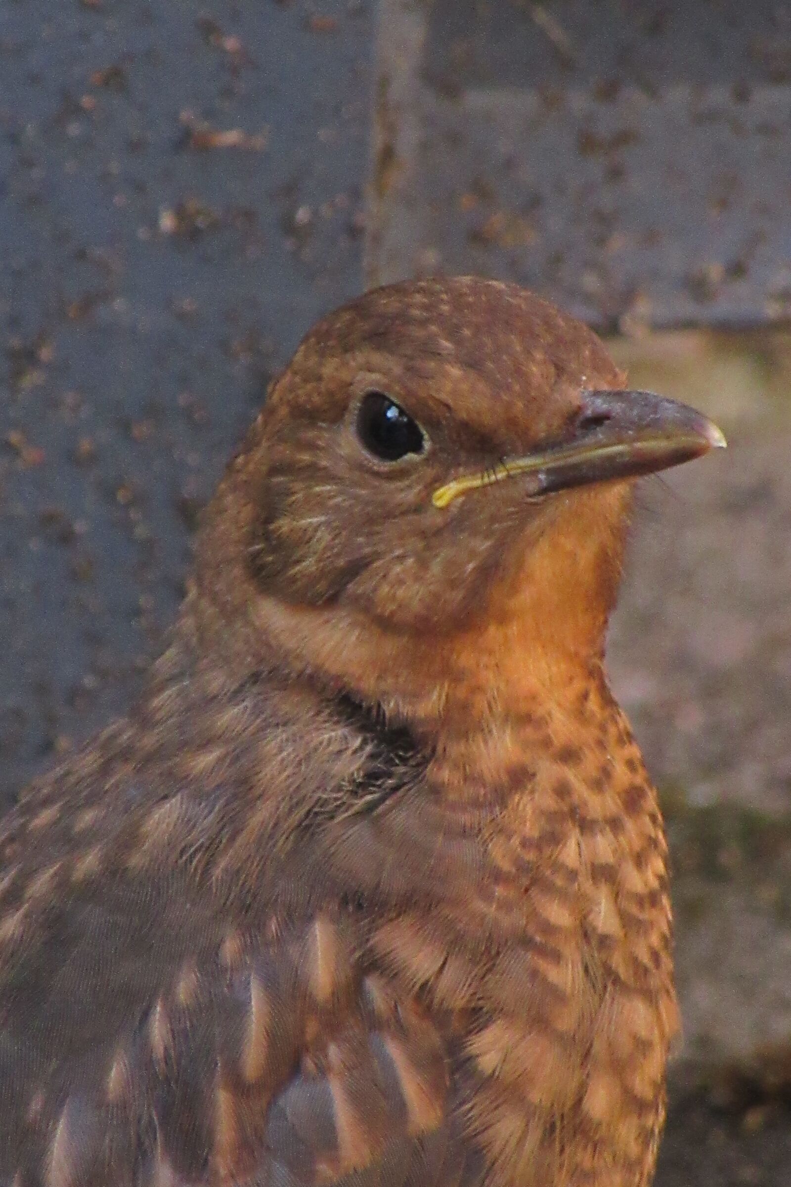Canon PowerShot SX610 HS sample photo. Bird, blackbird, young photography
