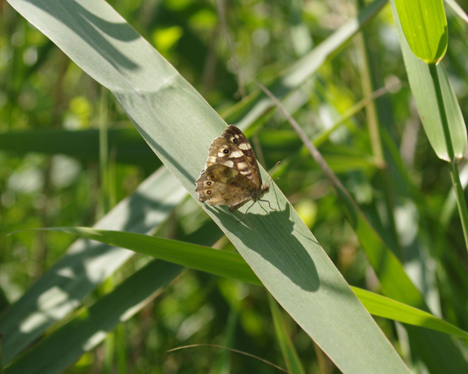 Pentax K-r sample photo. Nature, butterfly, insect photography