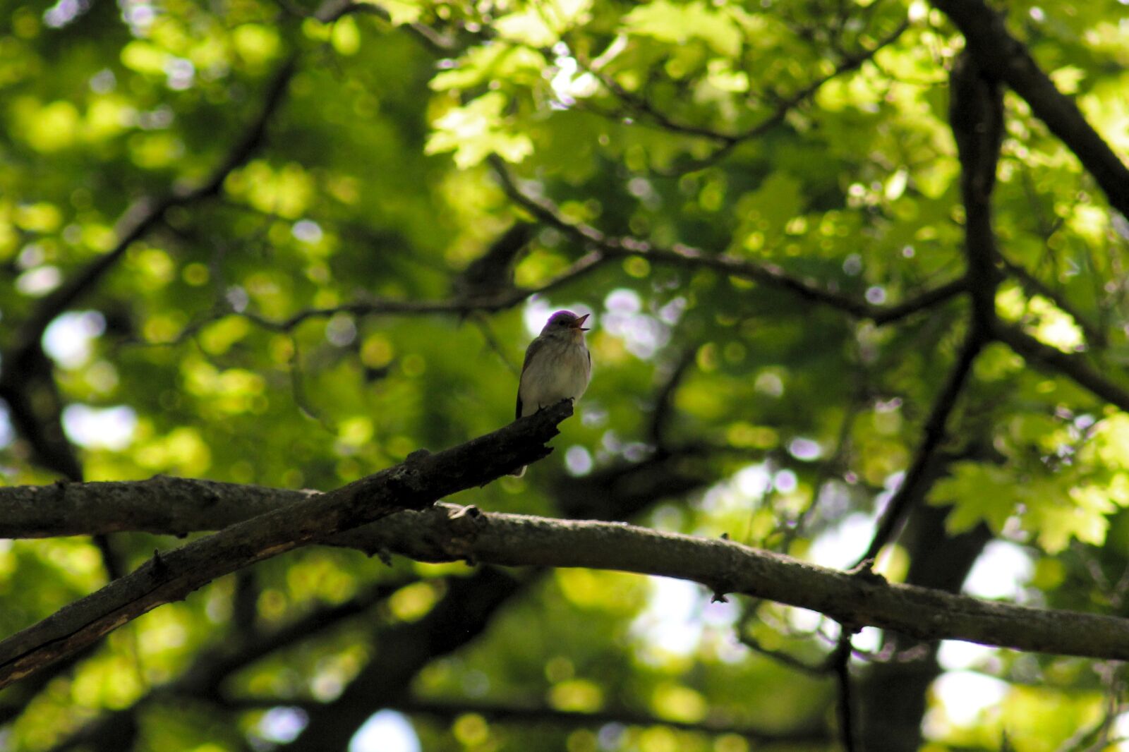 Canon EOS 550D (EOS Rebel T2i / EOS Kiss X4) sample photo. Willow warbler, songbird, branch photography
