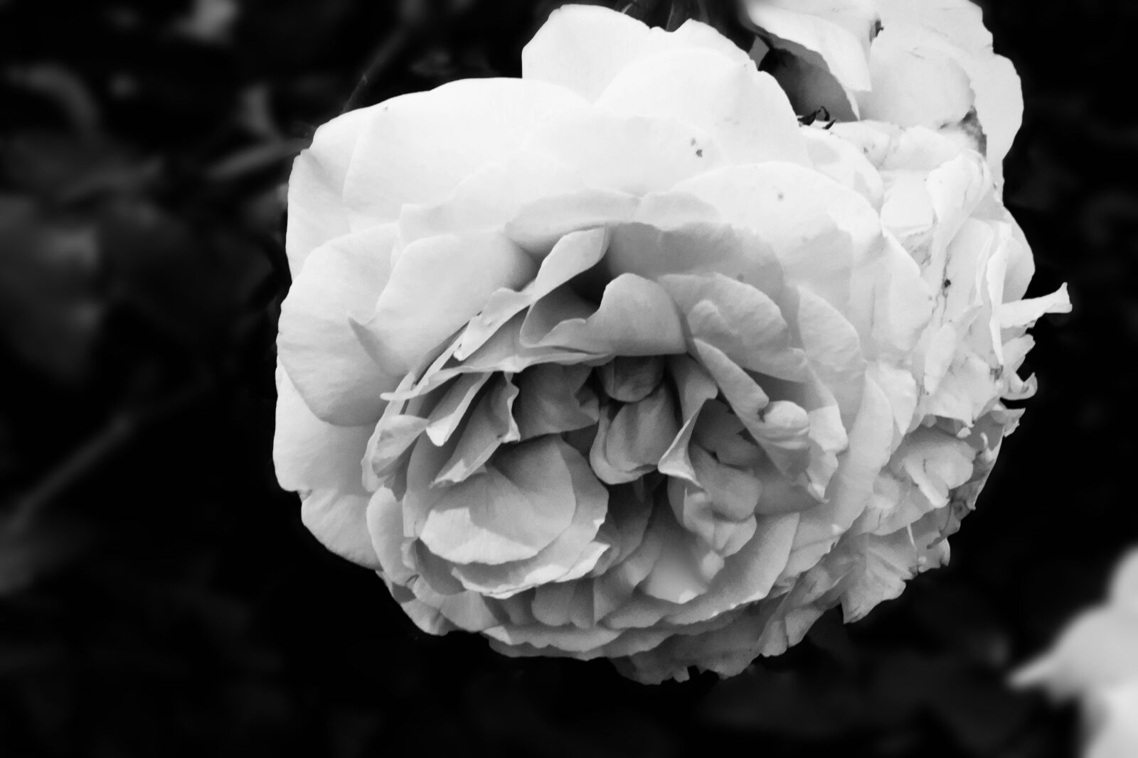 Canon EOS 60D + Canon EF 50mm F1.8 STM sample photo. Rose, flora, flower photography
