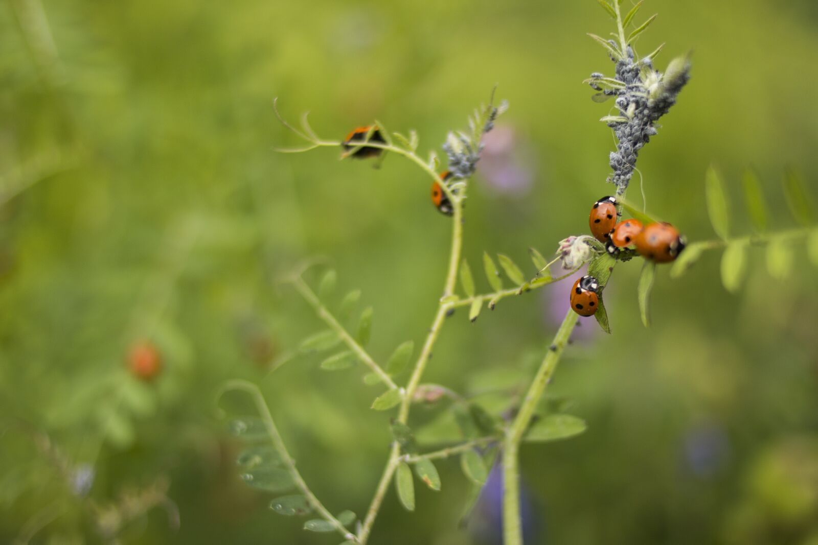 Canon EOS 70D + Canon EF 35mm F2 sample photo. Ladybug, insect, nature photography