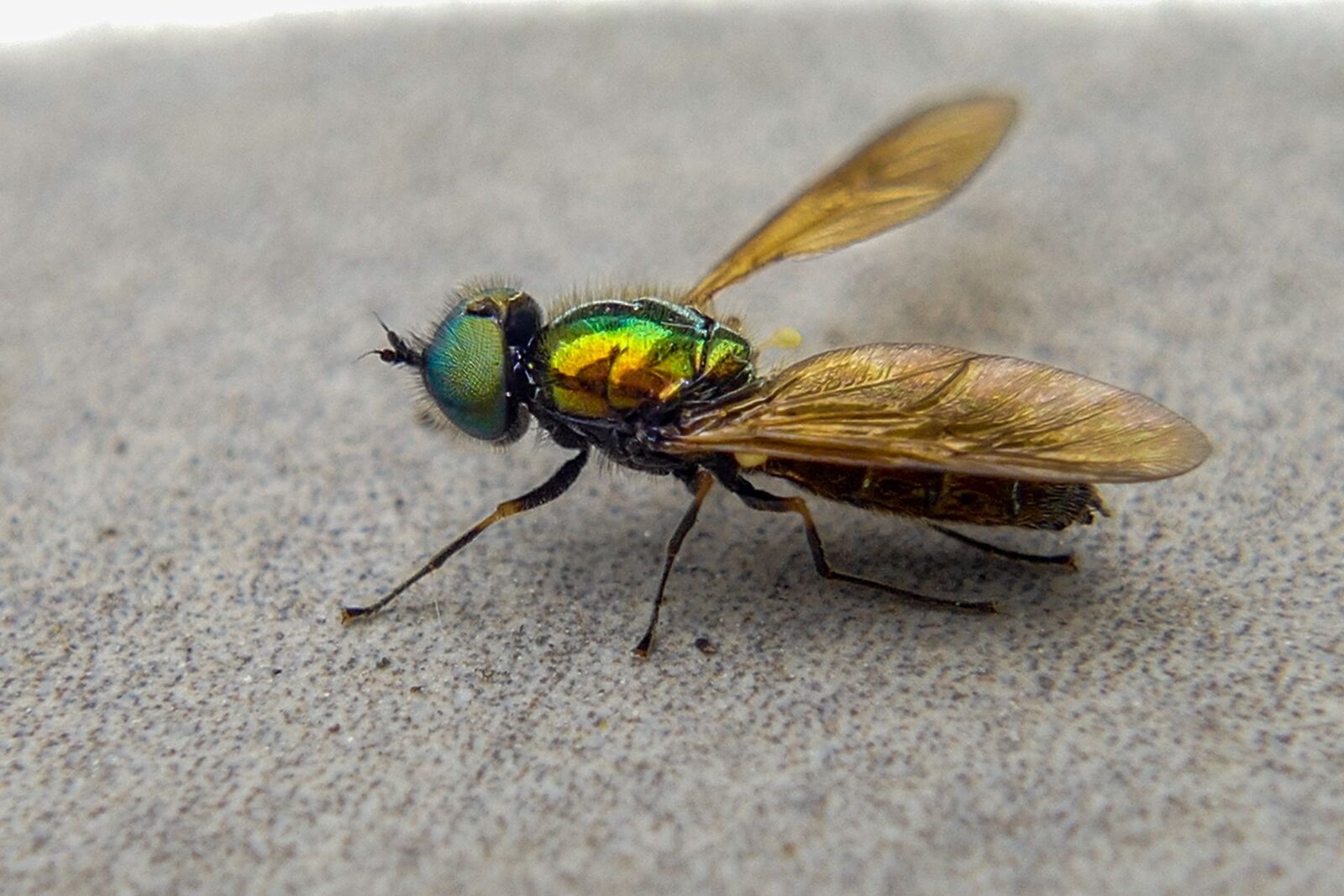 Panasonic Lumix DMC-FZ1000 sample photo. Insect, nature, animal photography