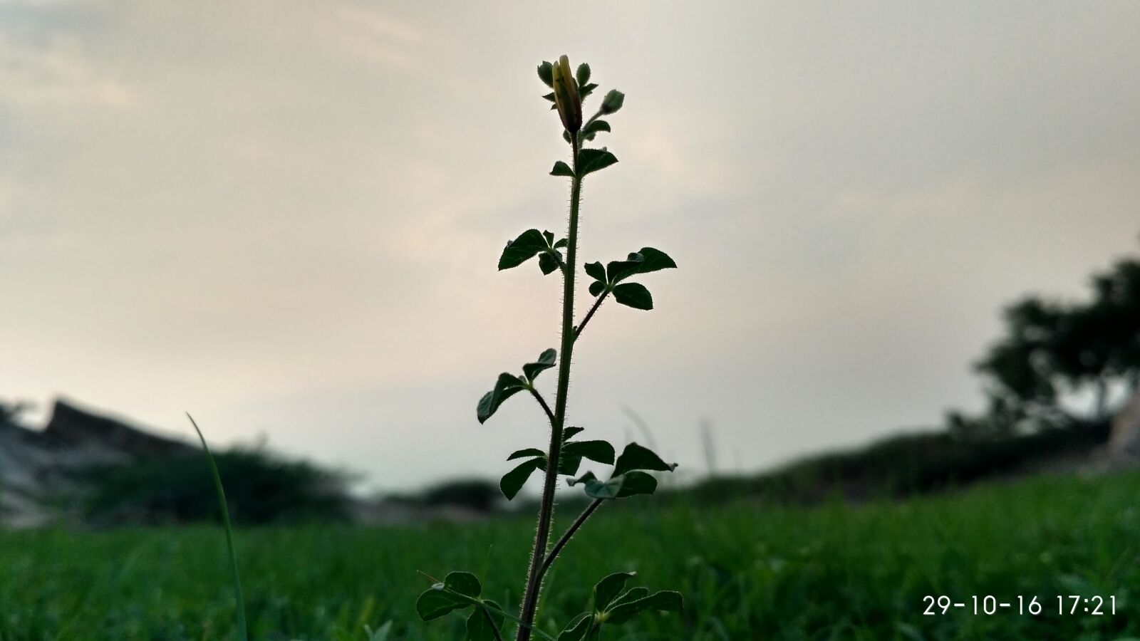 Xiaomi Redmi 3S sample photo. Close, up, of, plant photography