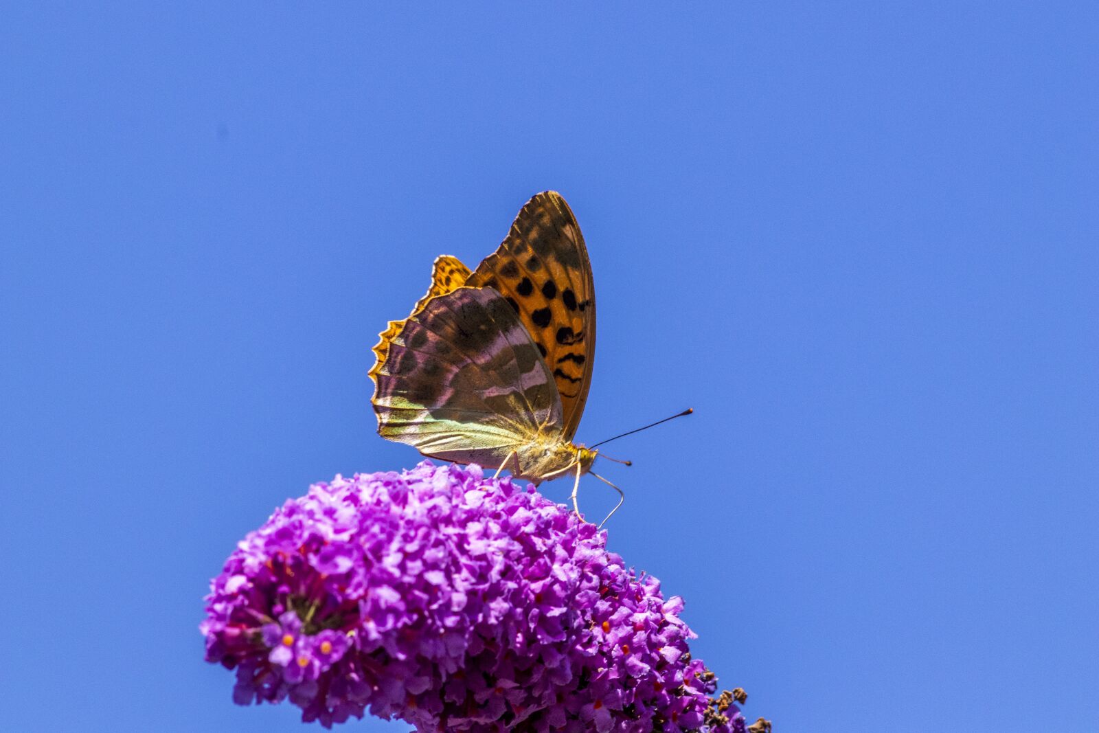 Canon EOS 77D (EOS 9000D / EOS 770D) sample photo. Butterfly, flower, insect photography