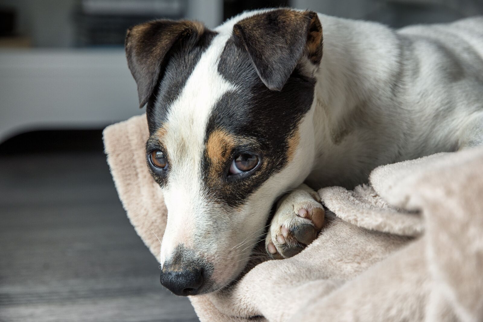 Nikon D5600 sample photo. Jack russel, dog, terrier photography