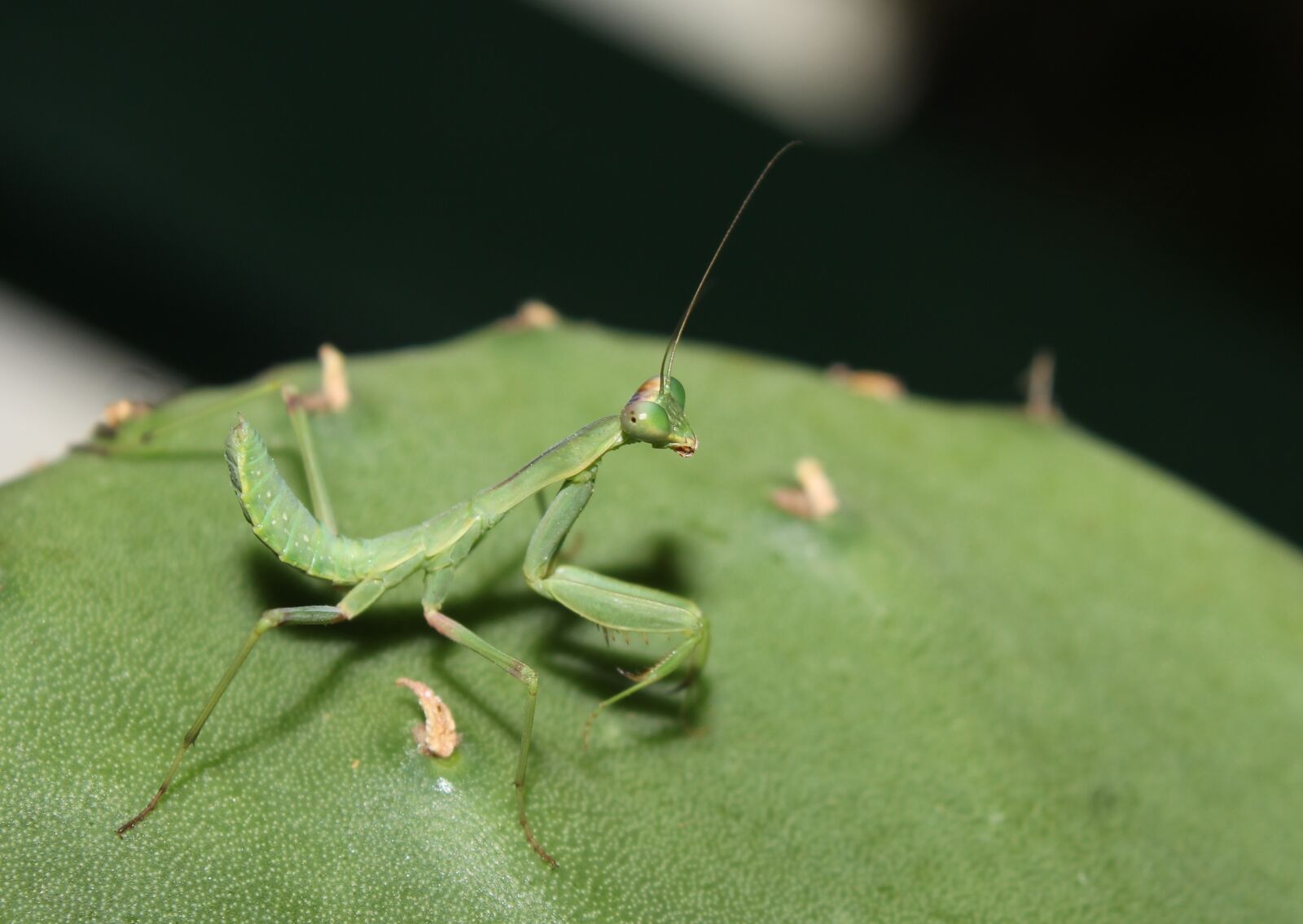 Canon EOS 1200D (EOS Rebel T5 / EOS Kiss X70 / EOS Hi) sample photo. Insect, nature, wild life photography
