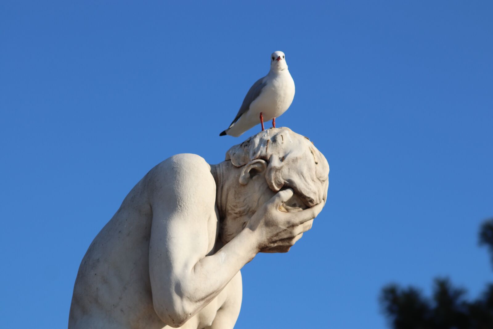 Canon EOS 800D (EOS Rebel T7i / EOS Kiss X9i) sample photo. Stone statue, sculpture, seagull photography