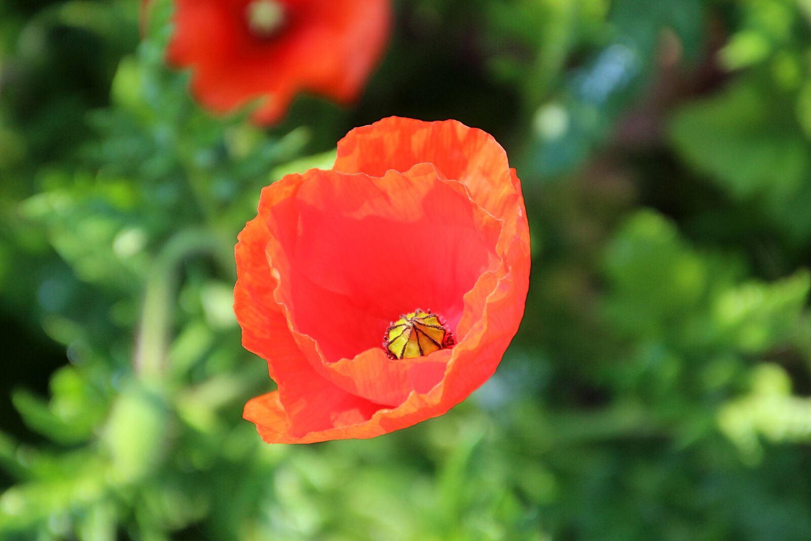 Canon EOS 600D (Rebel EOS T3i / EOS Kiss X5) sample photo. Flower, poppy, red photography