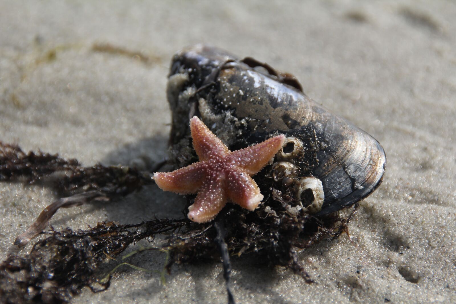 Canon EOS 60D sample photo. Starfish, shell, tang photography