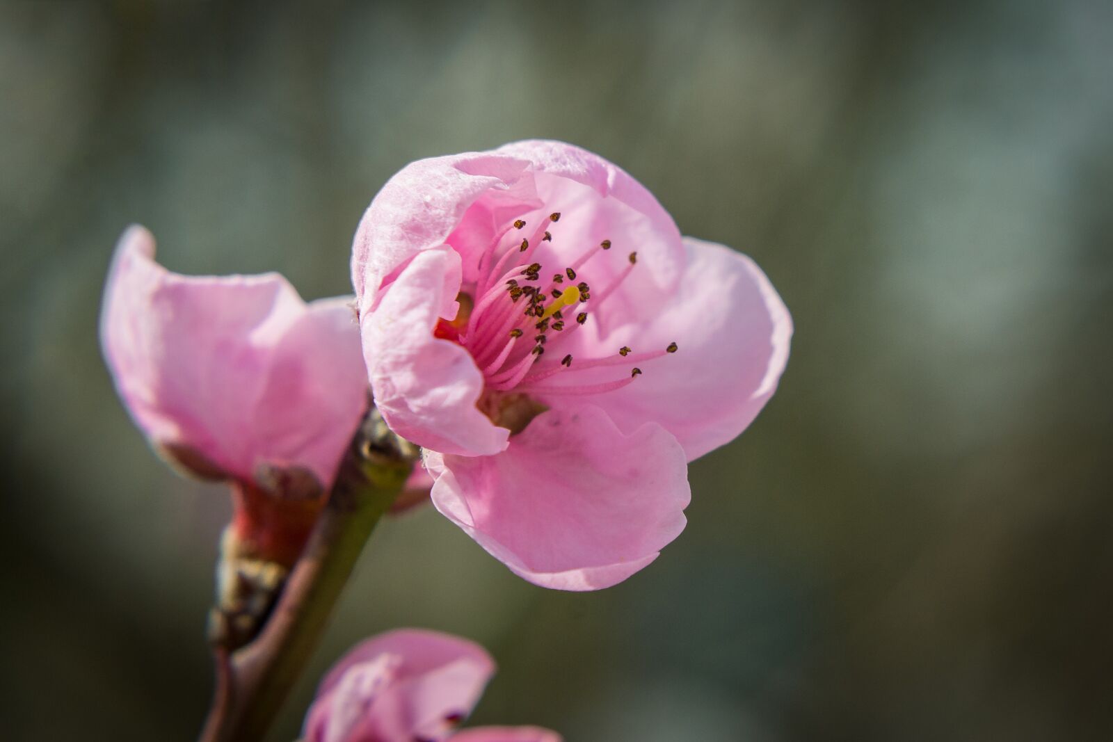 Nikon D7200 sample photo. Blossom, bloom, spring photography