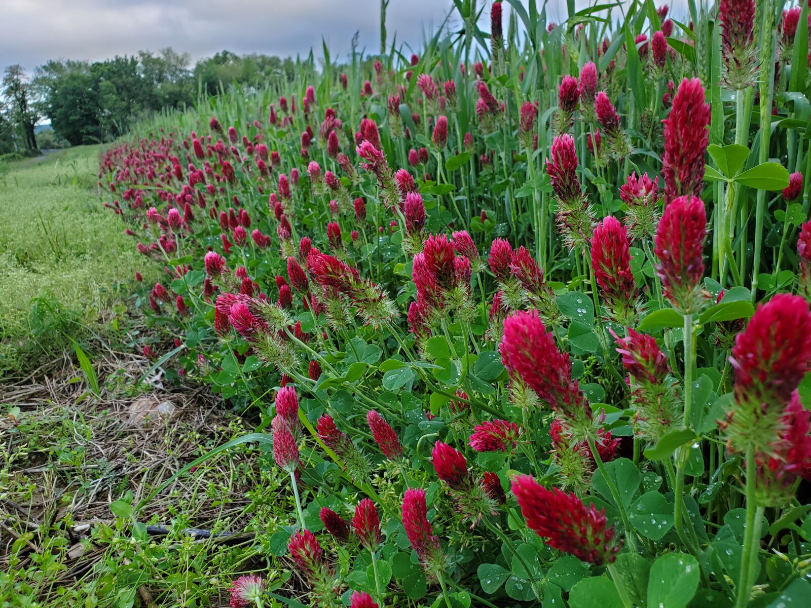 Samsung Galaxy S10 sample photo. Clover field, nature, clover photography