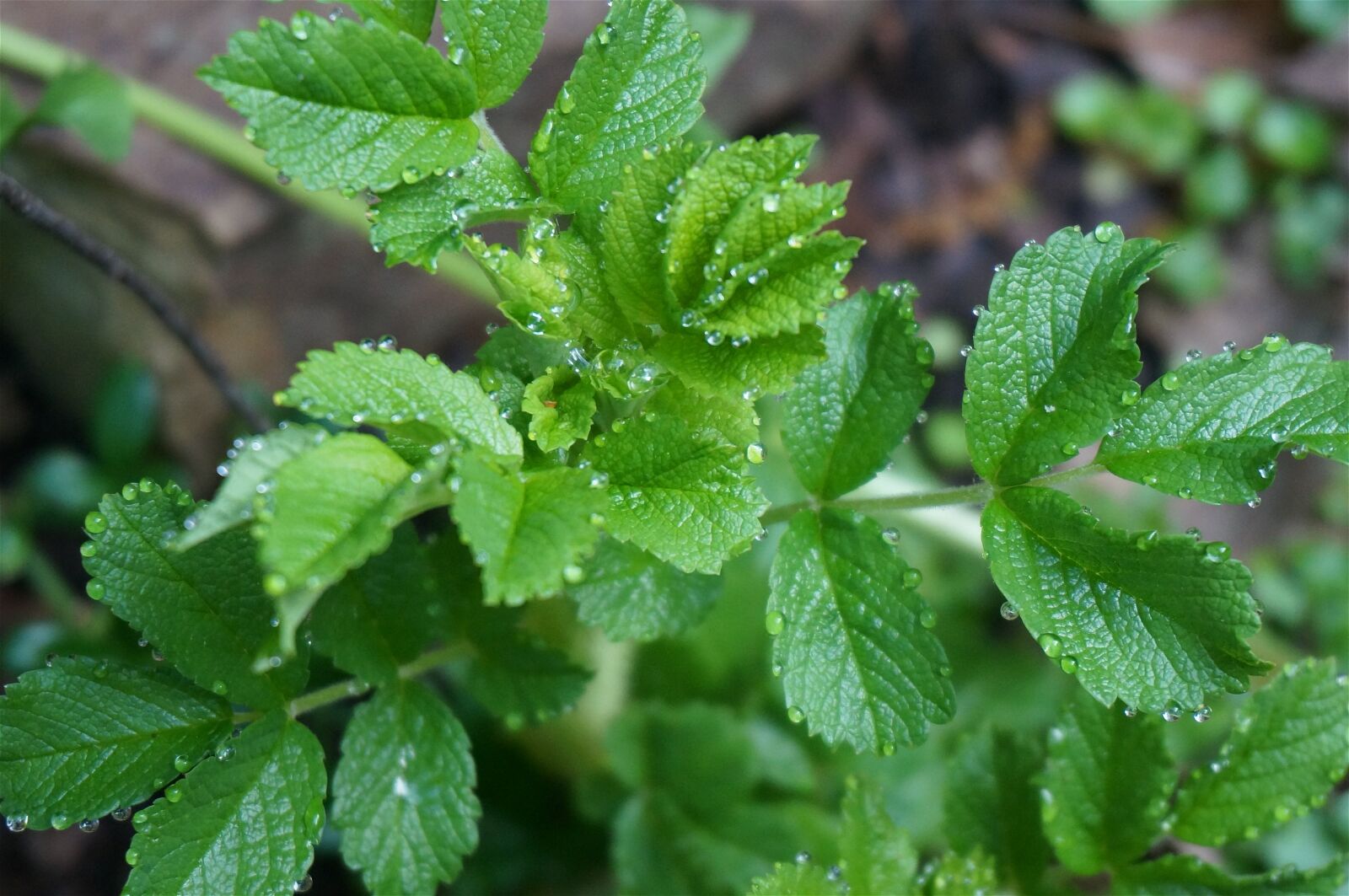 Sony Alpha NEX-5T sample photo. Leaves, rose, plants photography