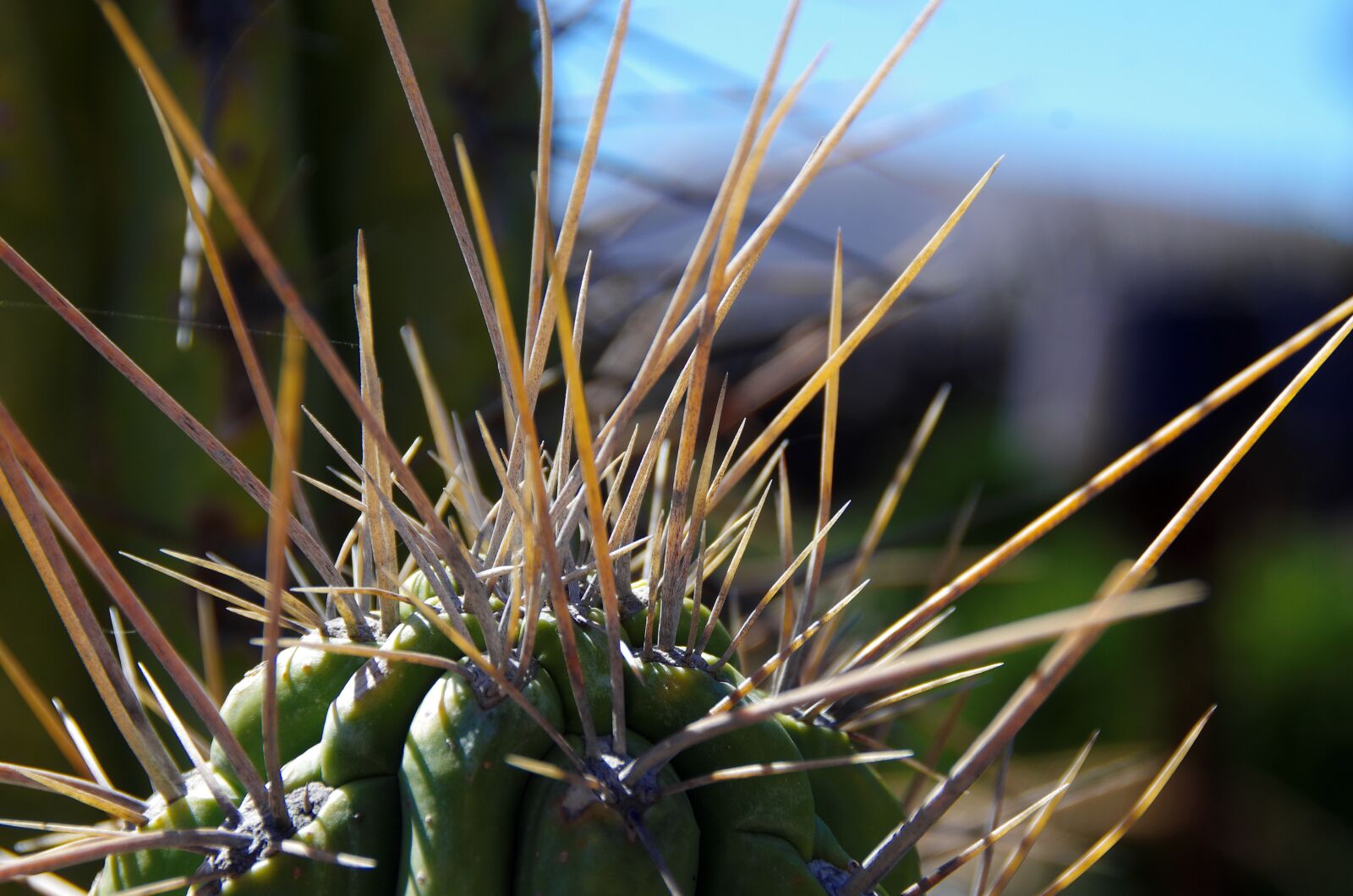 Pentax K-5 sample photo. Lanzarote, cactus garden, spice photography