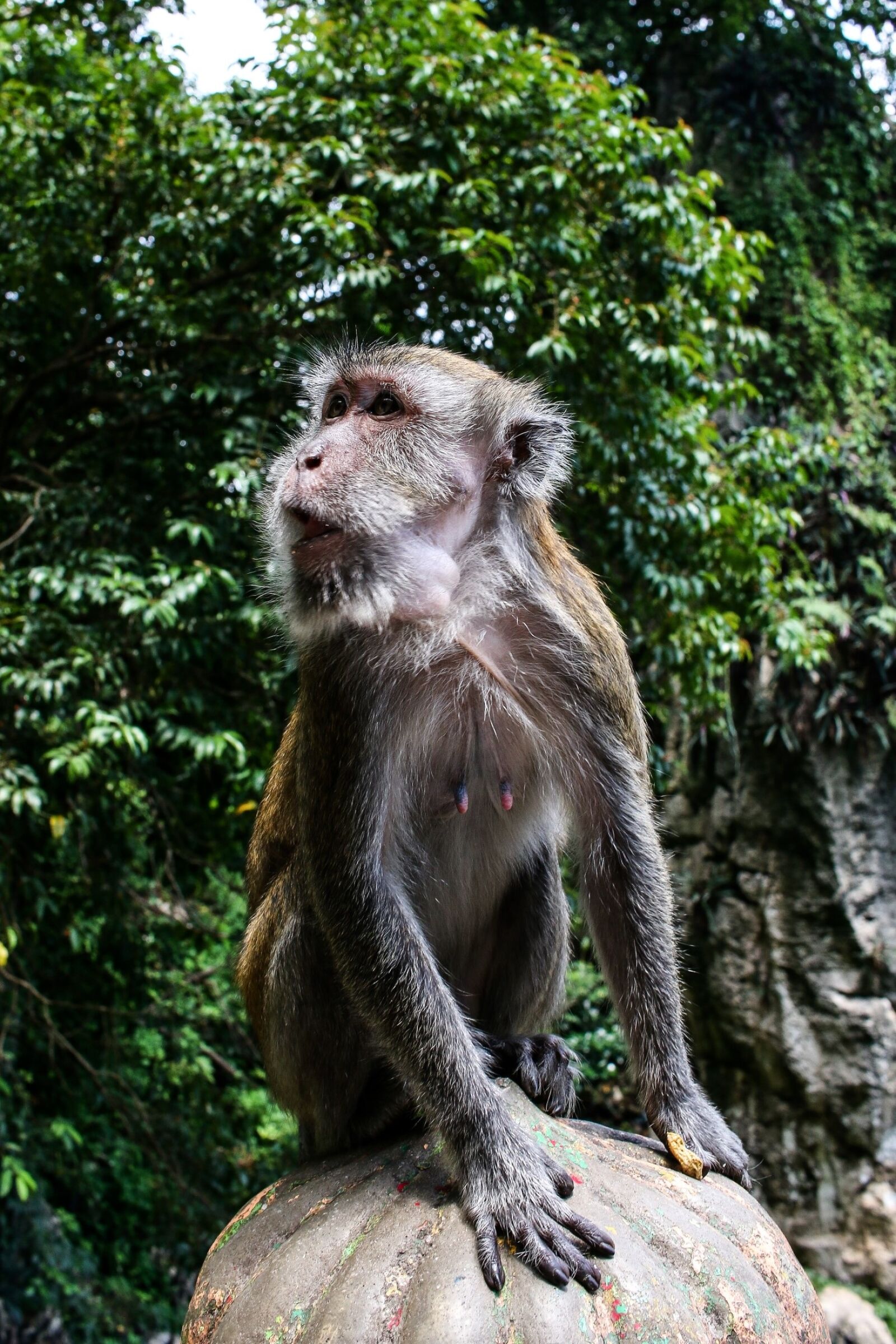 Скала обезьяна. Обезьяны в природе. Мартышка в природе. Приматы в природе. Обезьяны в Таиланде.
