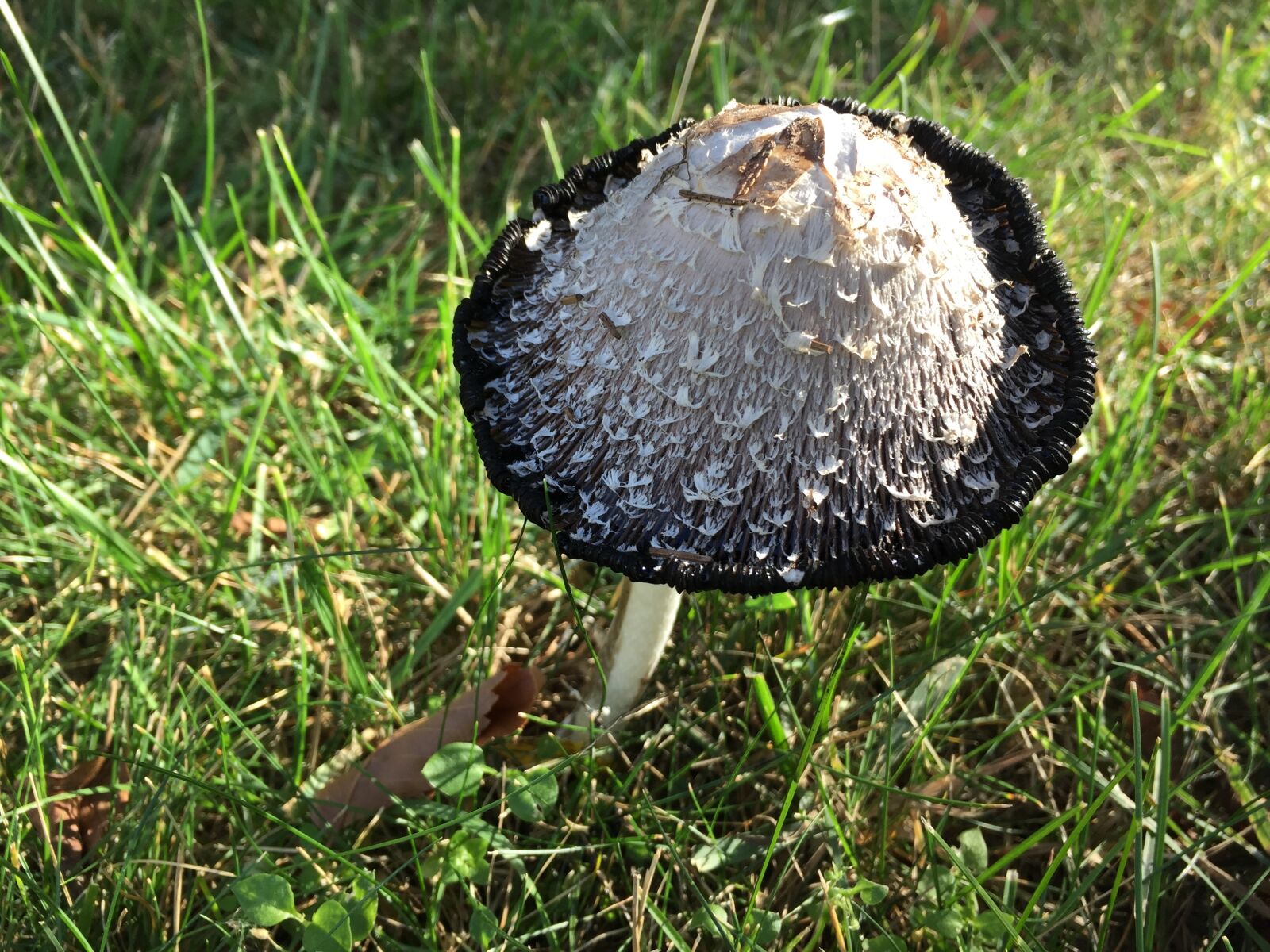 Apple iPhone 6 sample photo. Mushroom, grass, nature photography