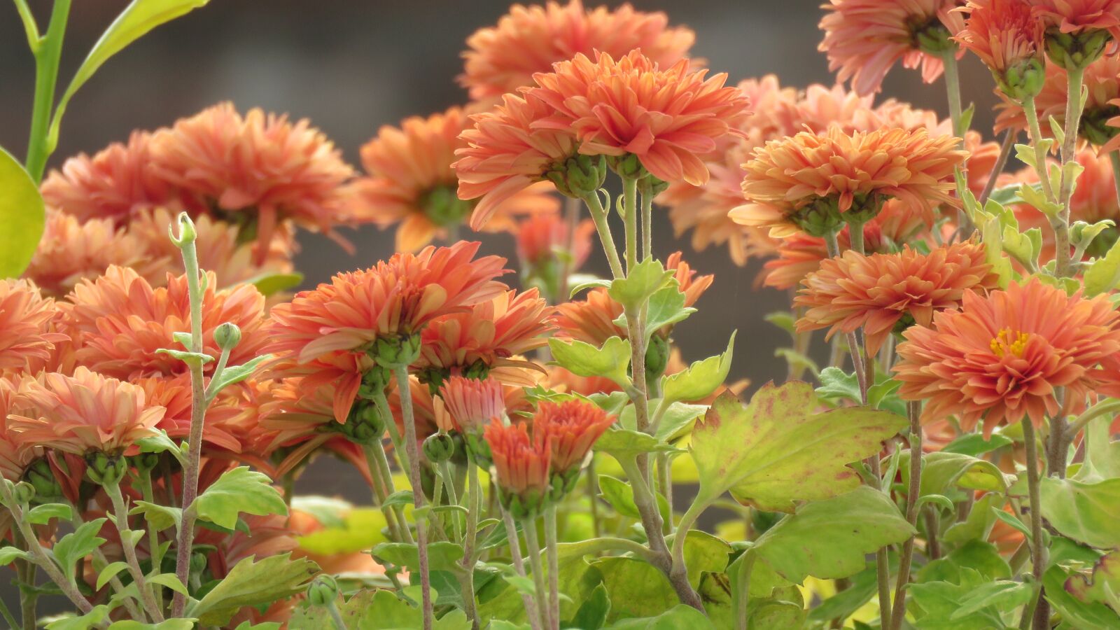 Canon PowerShot SX60 HS sample photo. Garden, flowers, nature photography