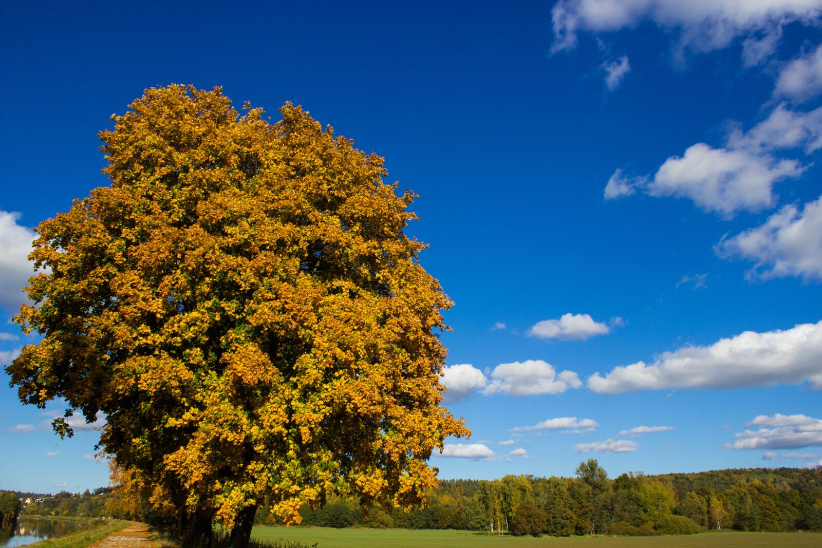 Canon EOS 600D (Rebel EOS T3i / EOS Kiss X5) sample photo. Tree, nature, panorama photography