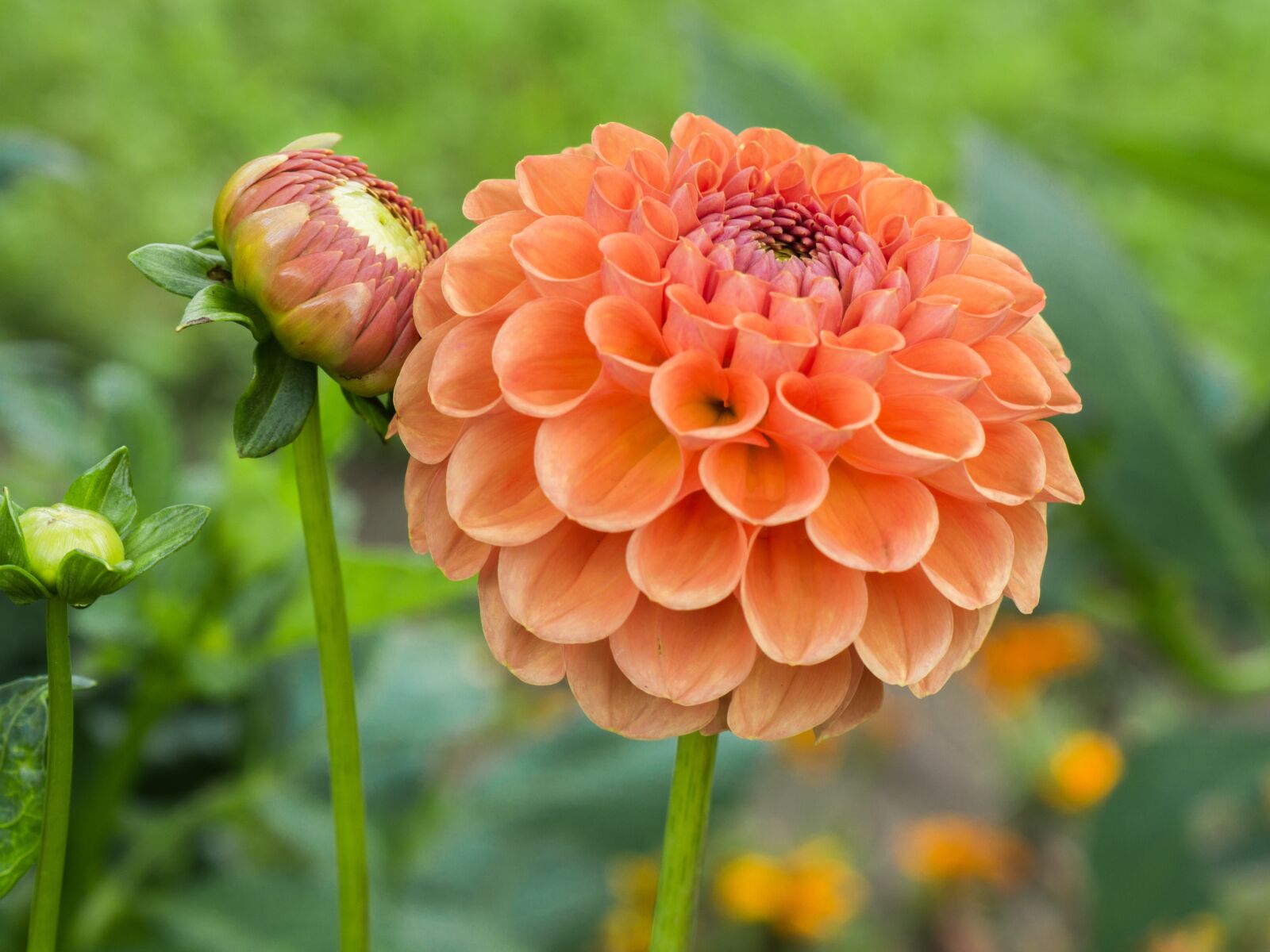 Panasonic DMC-G81 sample photo. Flower, petals, garden photography