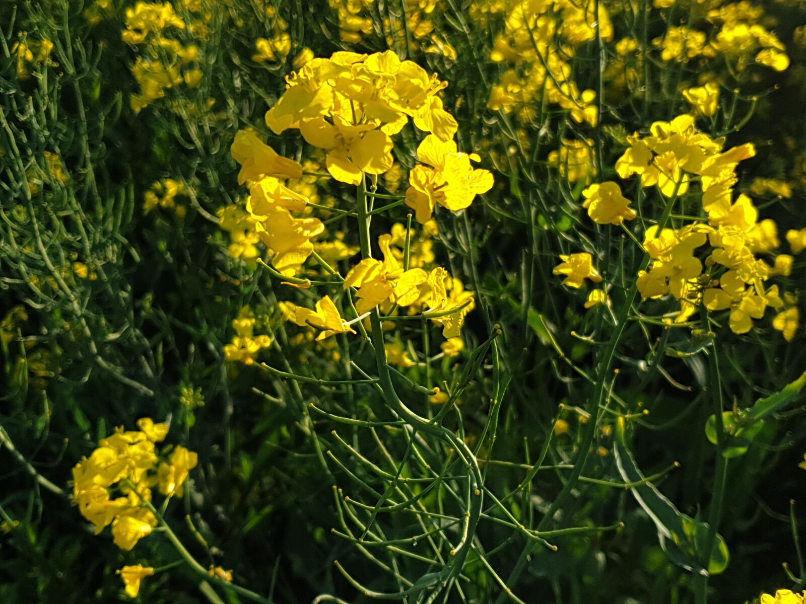 Samsung Galaxy S9 sample photo. Rapeseed, field, yellow photography