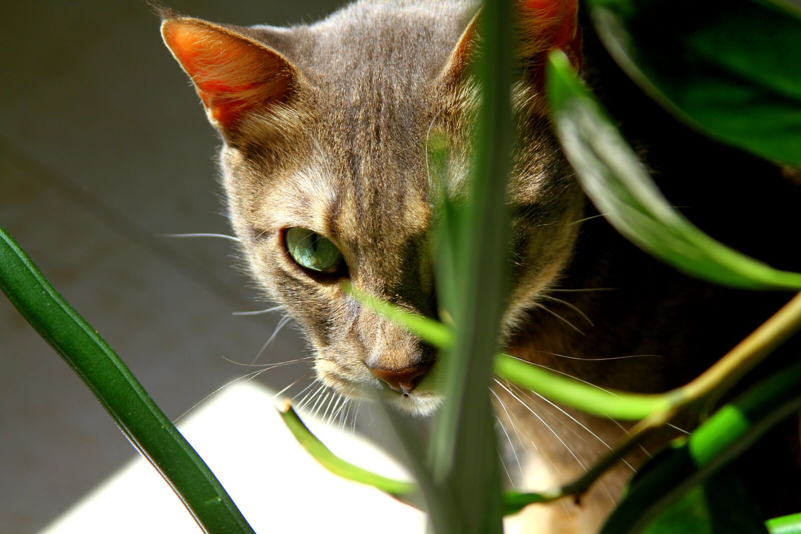 Canon EOS 7D + Canon EF 28-135mm F3.5-5.6 IS USM sample photo. Cat, green eye, eye photography