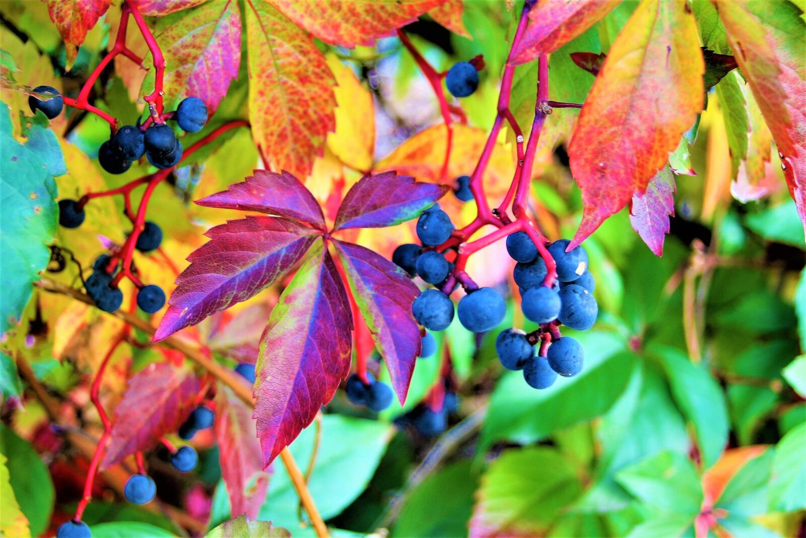 Canon EOS 400D (EOS Digital Rebel XTi / EOS Kiss Digital X) sample photo. Foliage, grapes, colorful photography