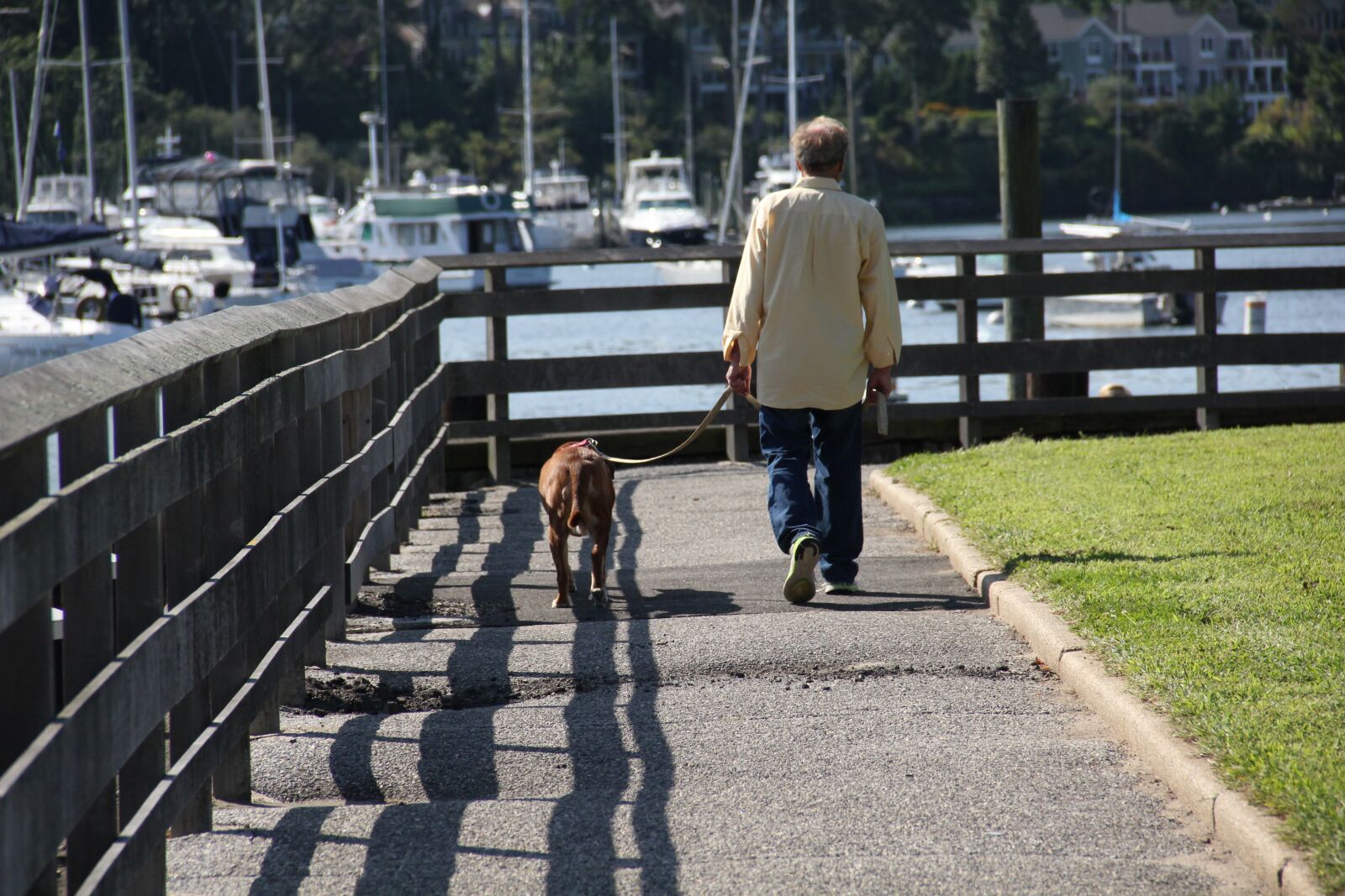 Canon EOS 550D (EOS Rebel T2i / EOS Kiss X4) sample photo. Dog, walking, pet photography