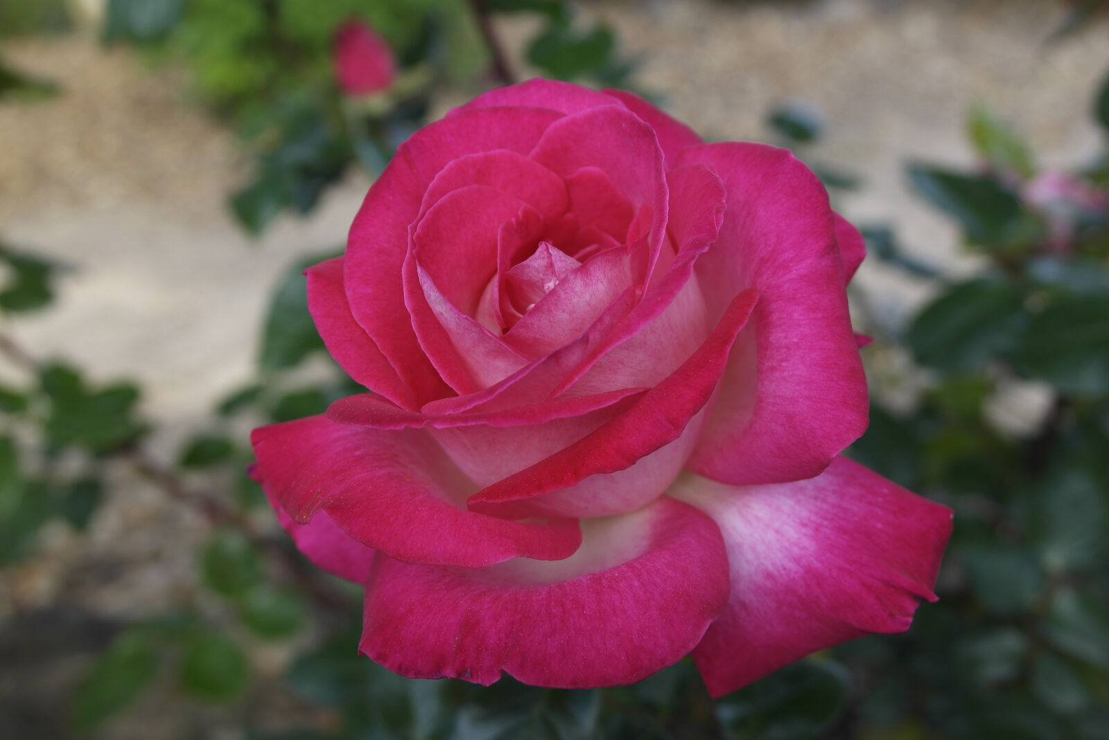 Samsung NX1000 sample photo. Flower, macro, rose, rose photography