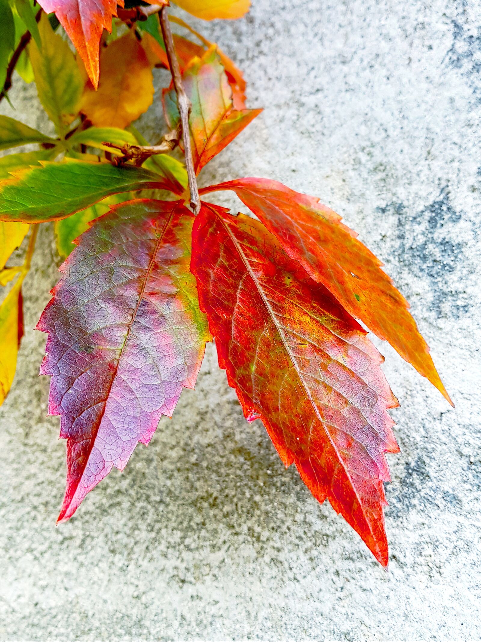 Samsung SM-G955F sample photo. Foliage, autumn, colorful photography
