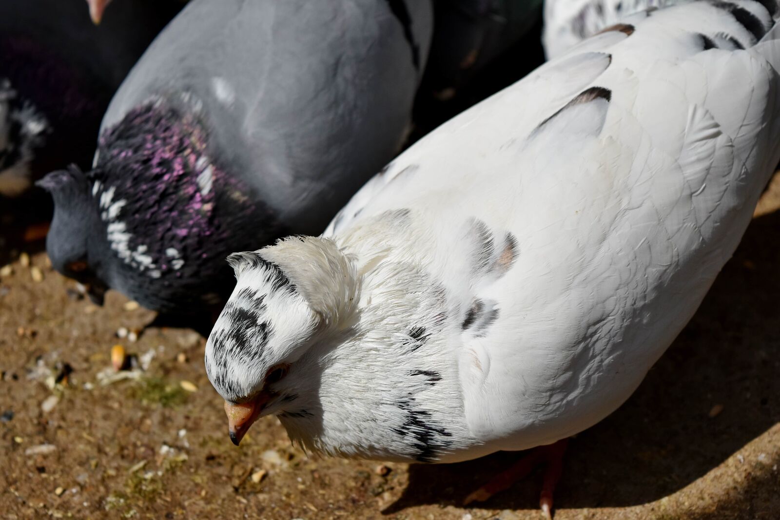 Nikon D5500 sample photo. Feeding, pigeon, white, bird photography
