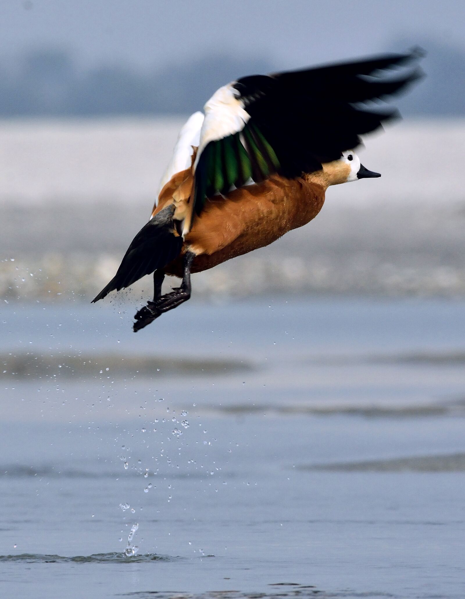 Nikon D7200 sample photo. Ruddy shelduck, take off photography