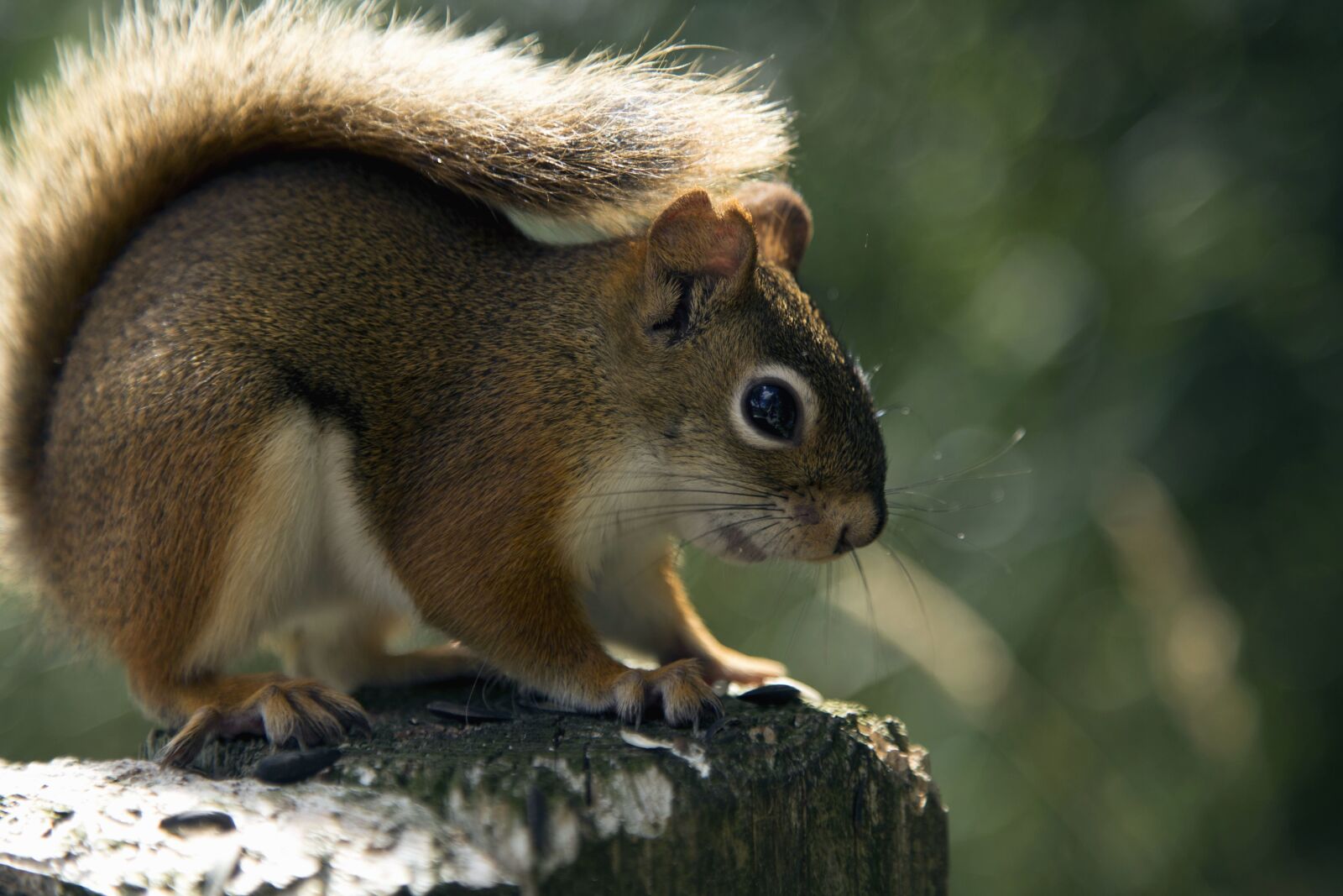 Canon EOS 6D + Canon EF 24-105mm F4L IS USM sample photo. Squirrel, fur, cute, animal photography