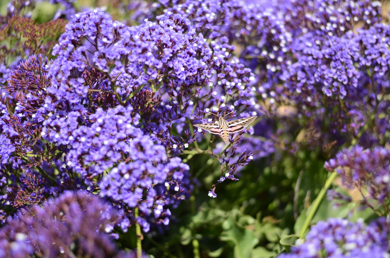 Nikon D7000 sample photo. Usa, california, san diego photography